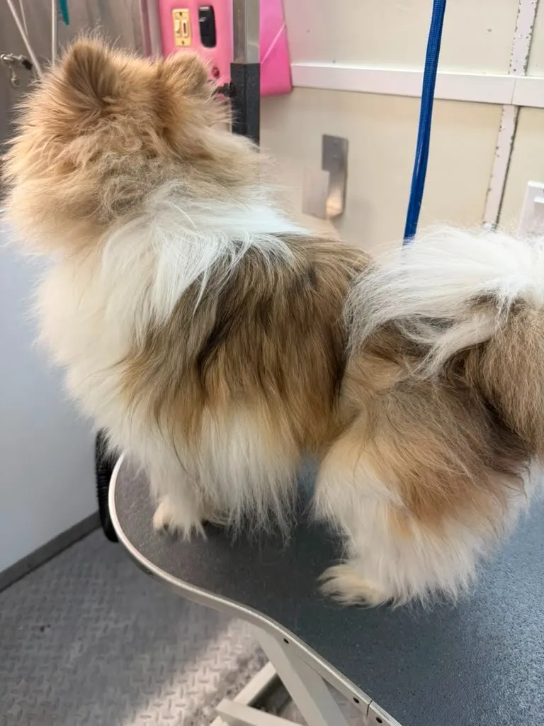 Pet before grooming at Coco's