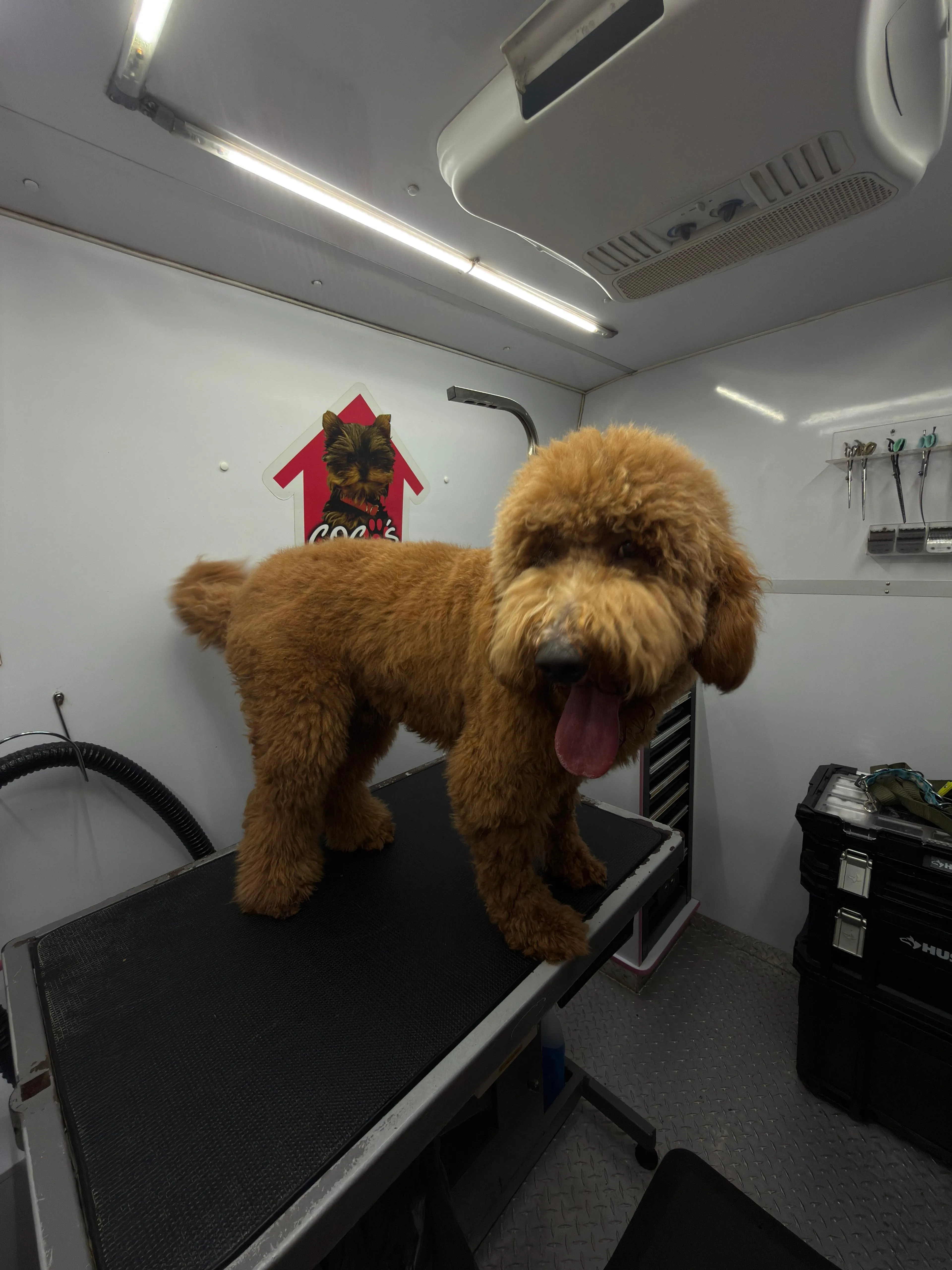 Dog before a bath