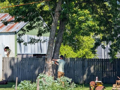 tree removal Manitowoc WI