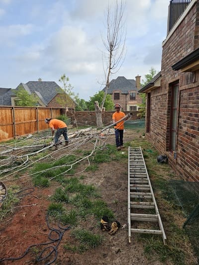 two arborist doing a tree removal service