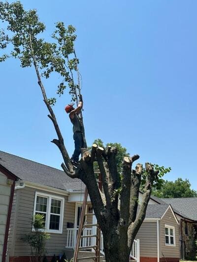 arborist doing a tree trimming service