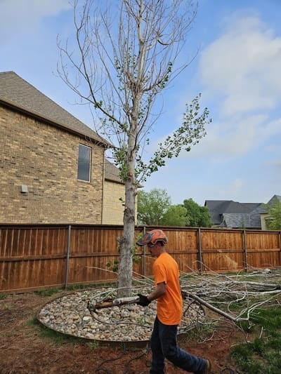 arborist doing a tree trimming and removal service