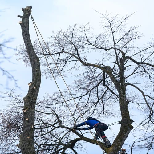 arborist doing a tree cabling and bracing service