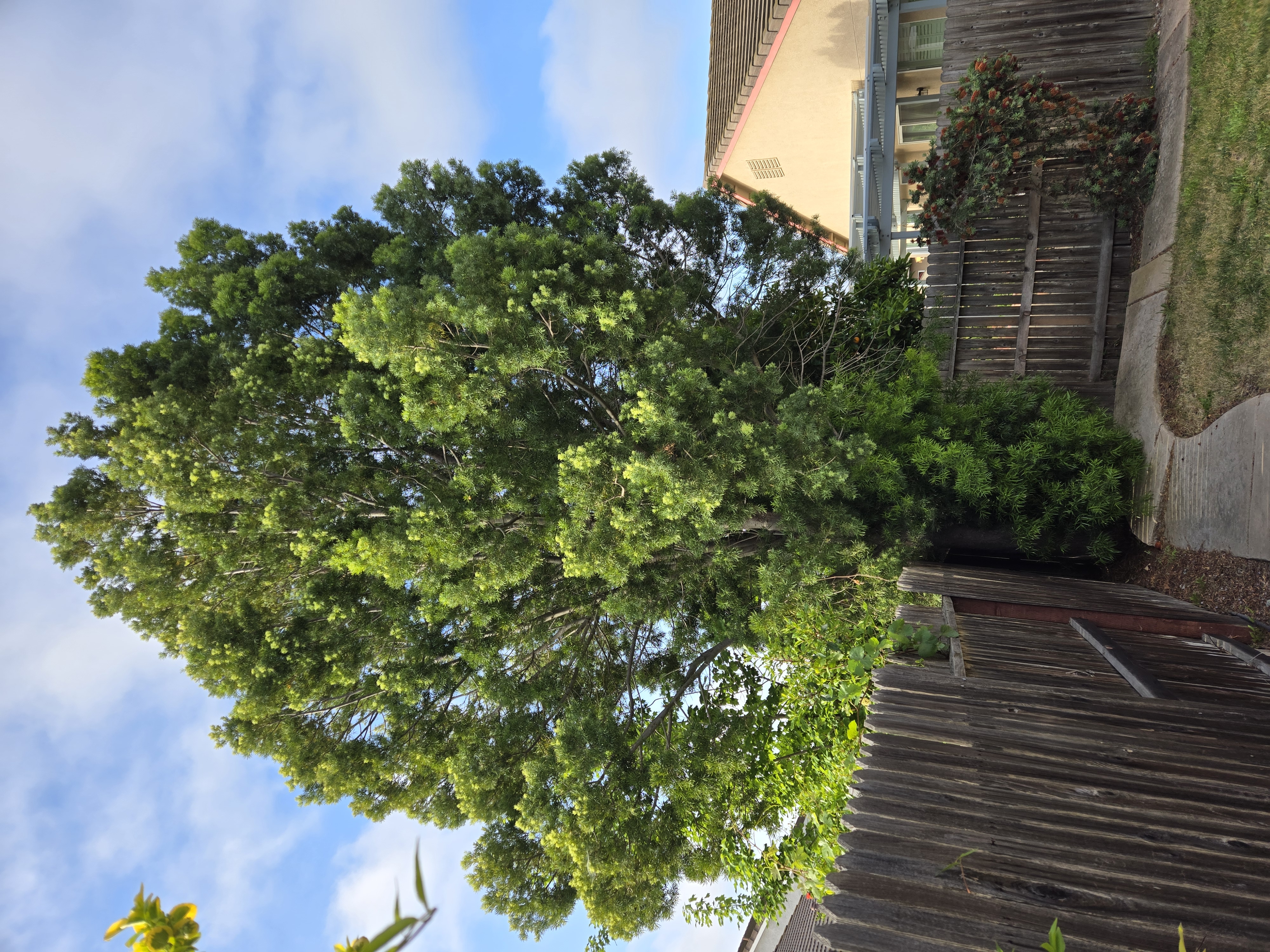 Elk Grove, CA tree removal before, GREEN1SCAPE