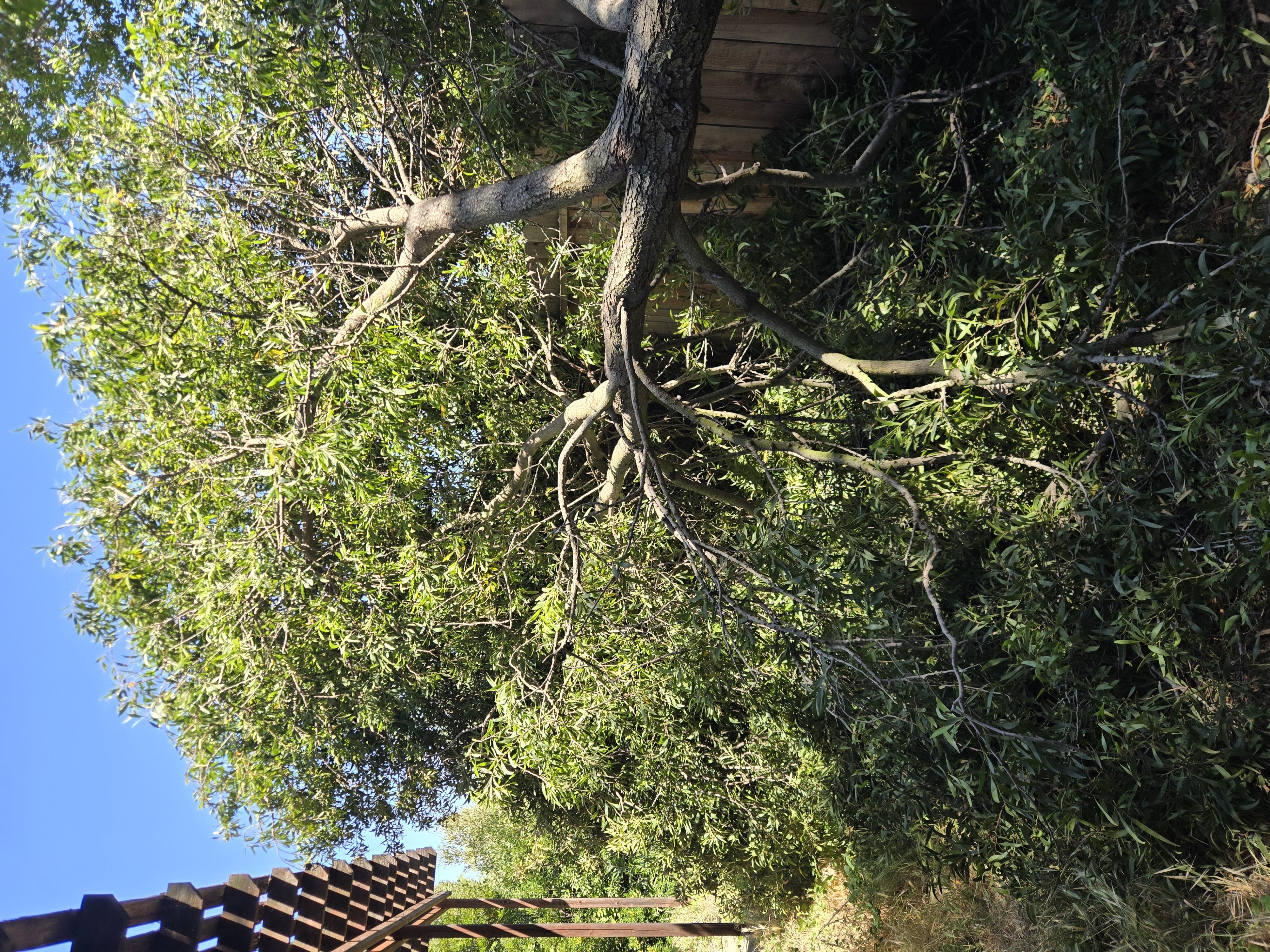 Elk Grove, CA fallen branch removal before, GREEN1SCAPE