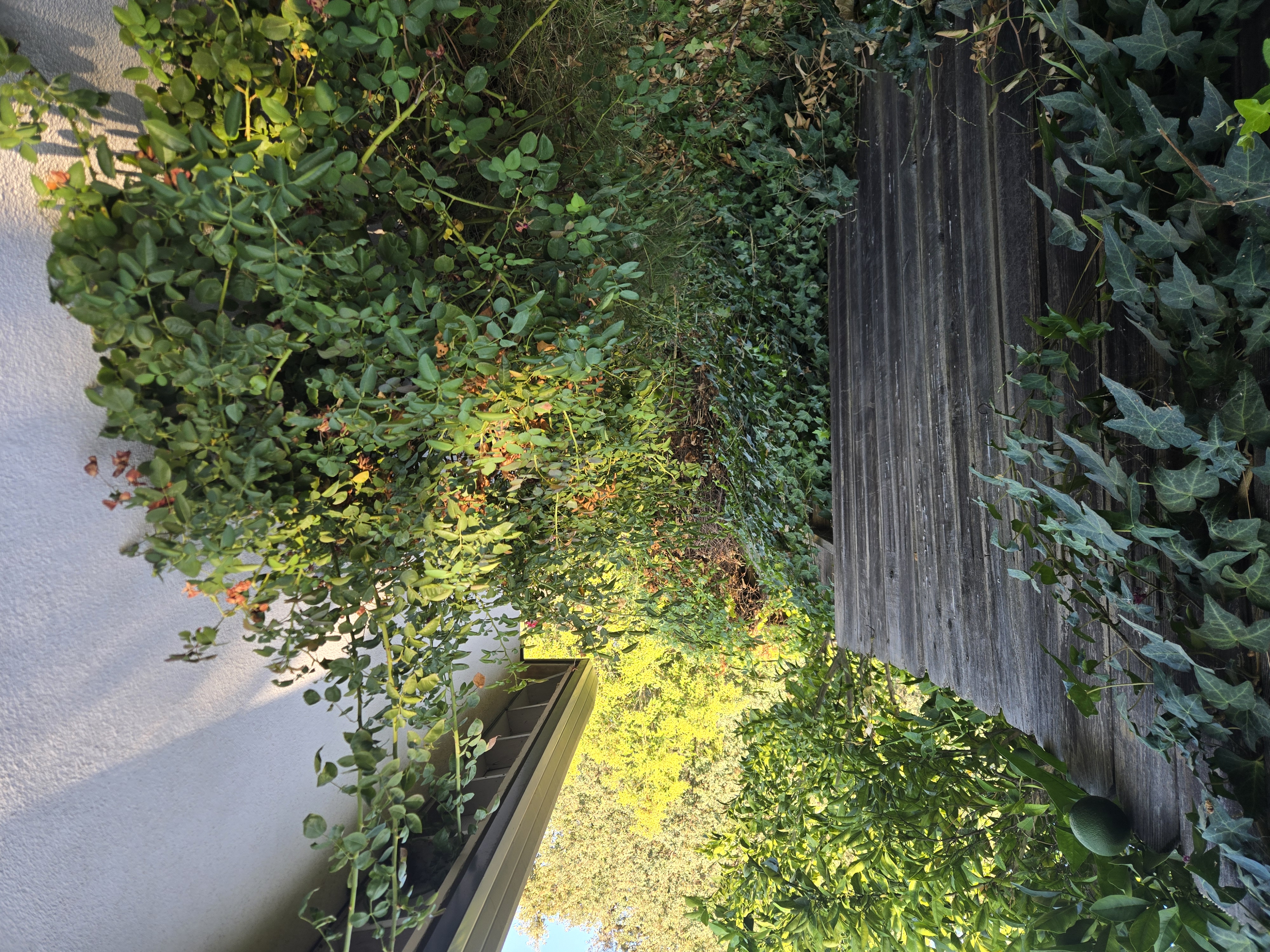 Overgrown yard in Sacramento, CA before a GREEN1SCAPE heavy yard cleanup