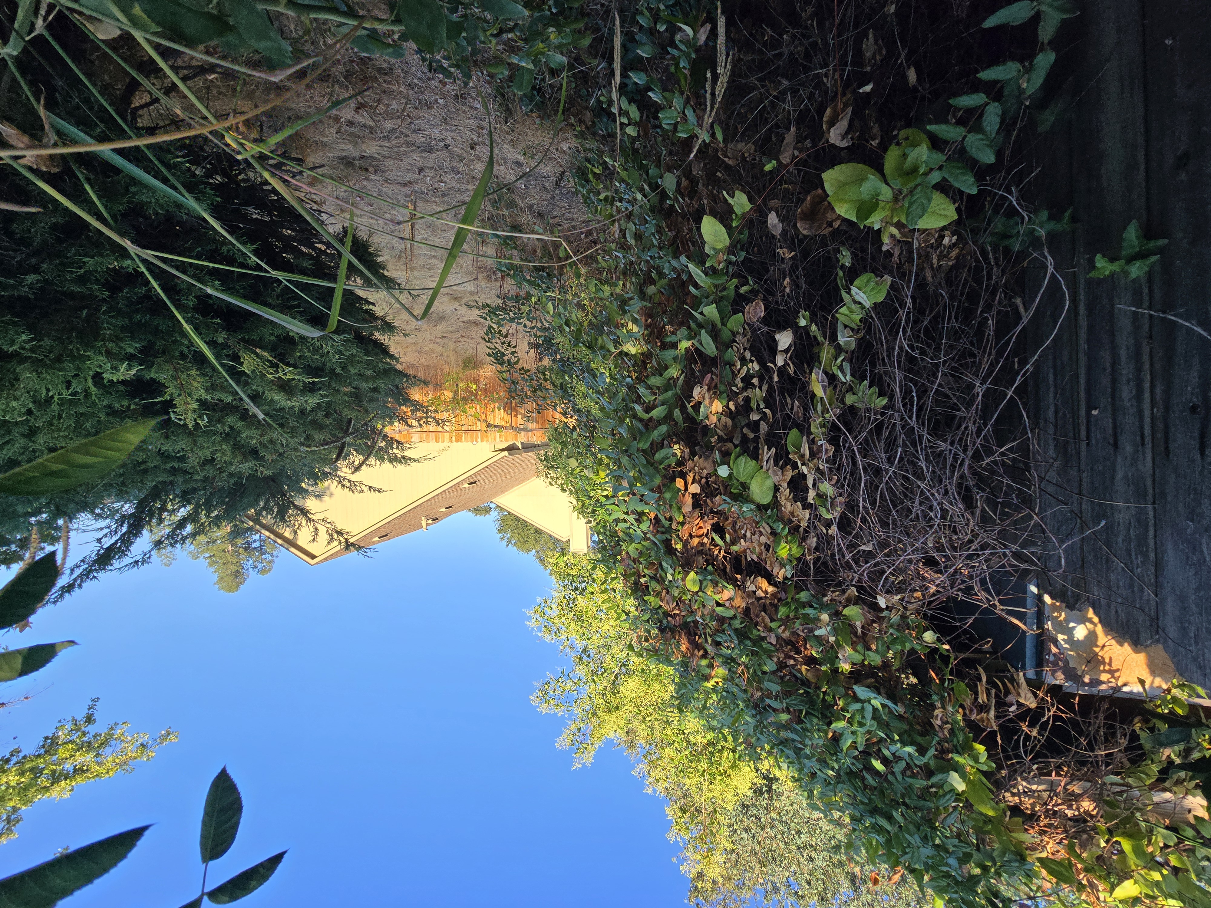 Overgrown yard in Sacramento, CA before a GREEN1SCAPE heavy yard cleanup