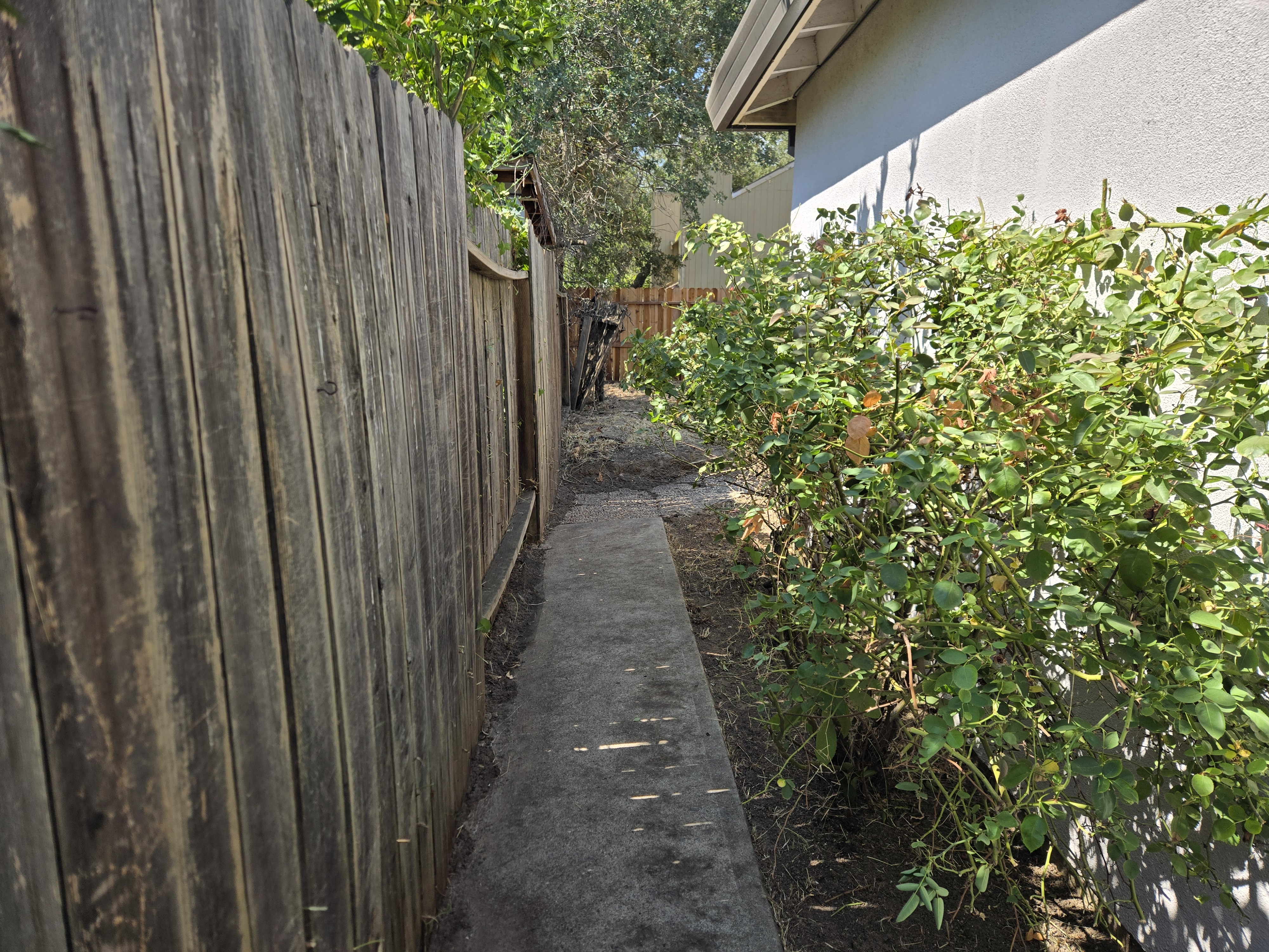 Same Sacramento, CA yard after a GREEN1SCAPE heavy yard cleanup