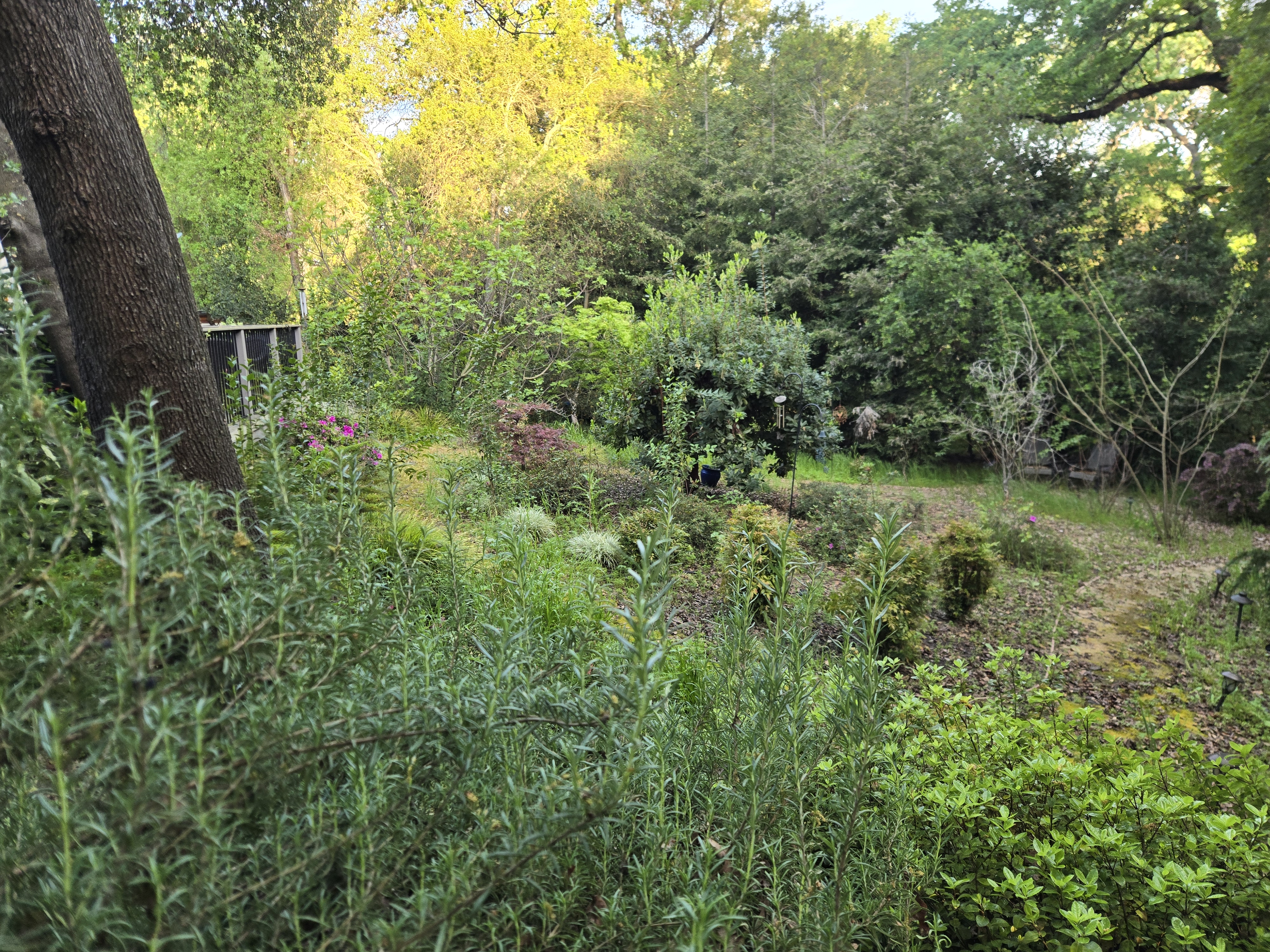 Overgrown yard in Carmichael, CA before a GREEN1SCAPE heavy yard cleanup