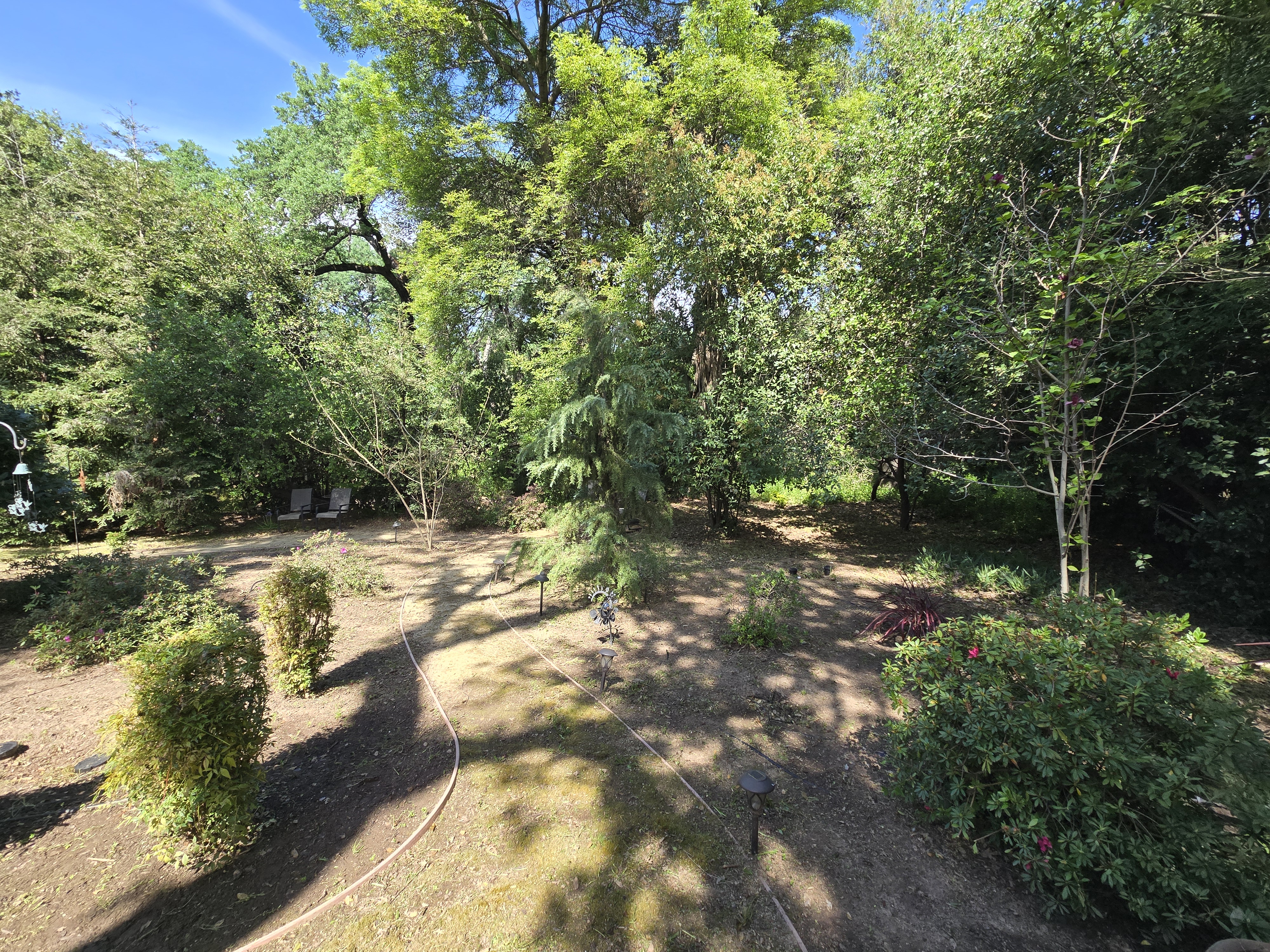 Same Carmichael, CA yard after a GREEN1SCAPE heavy yard cleanup