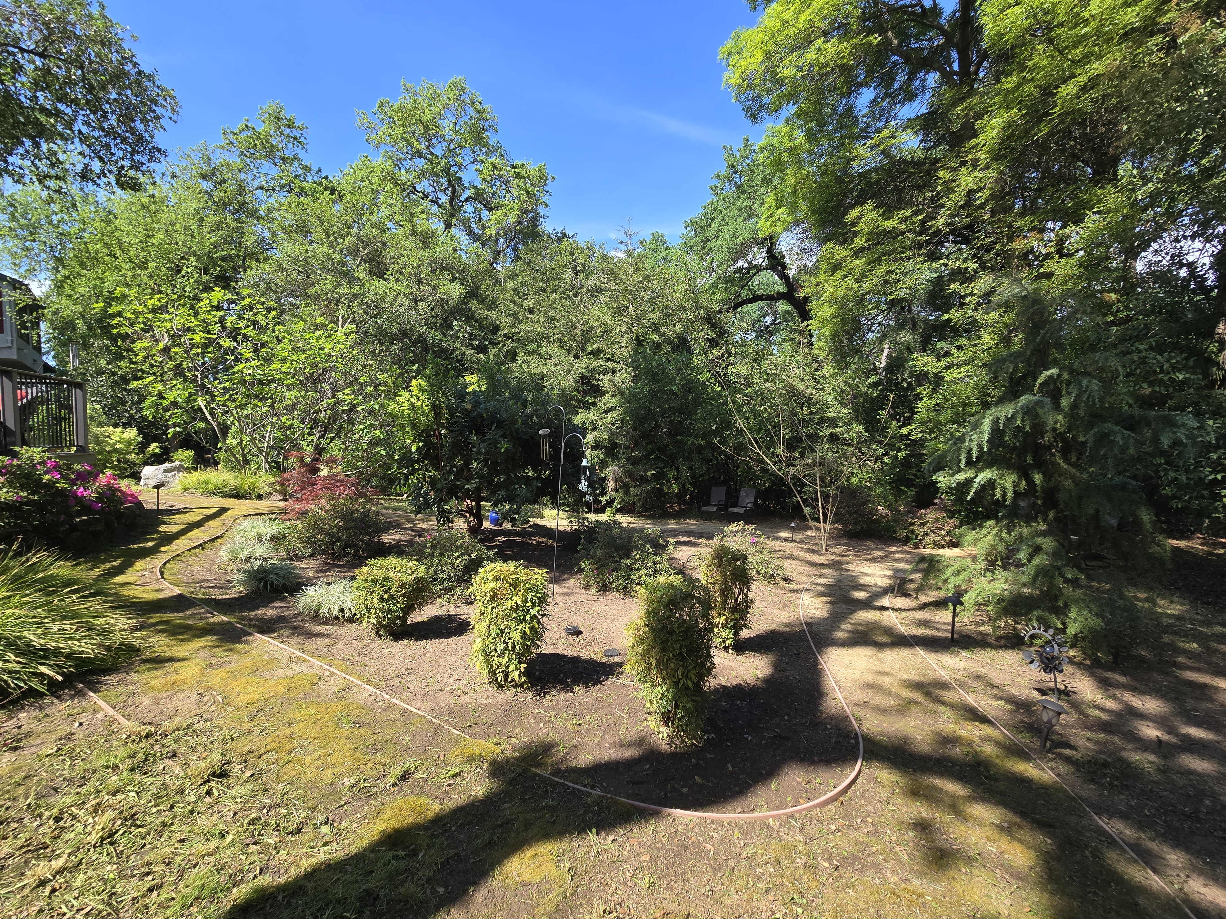 Same Carmichael, CA yard after a GREEN1SCAPE heavy yard cleanup