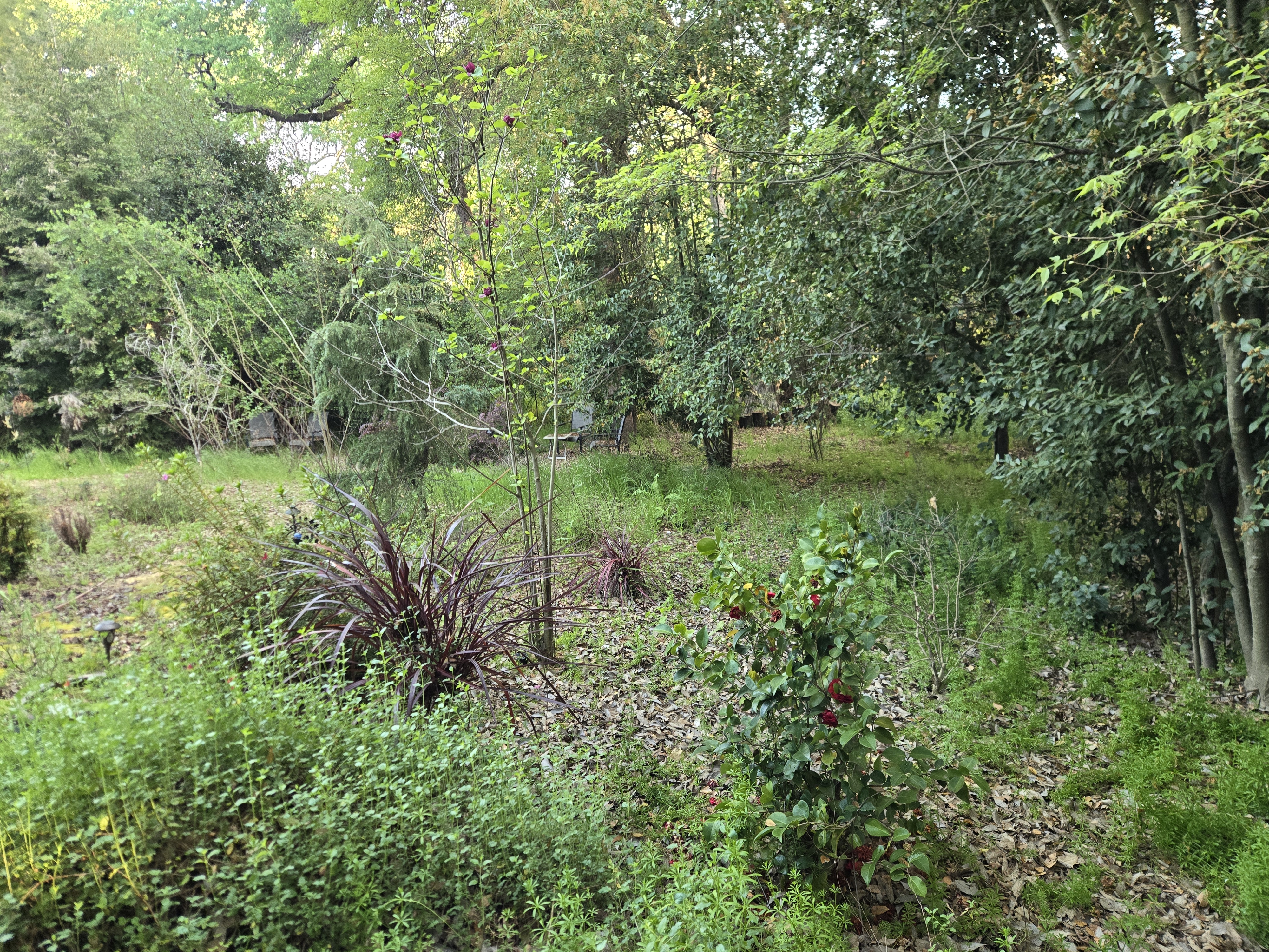 Overgrown yard in Carmichael, CA before a GREEN1SCAPE heavy yard cleanup