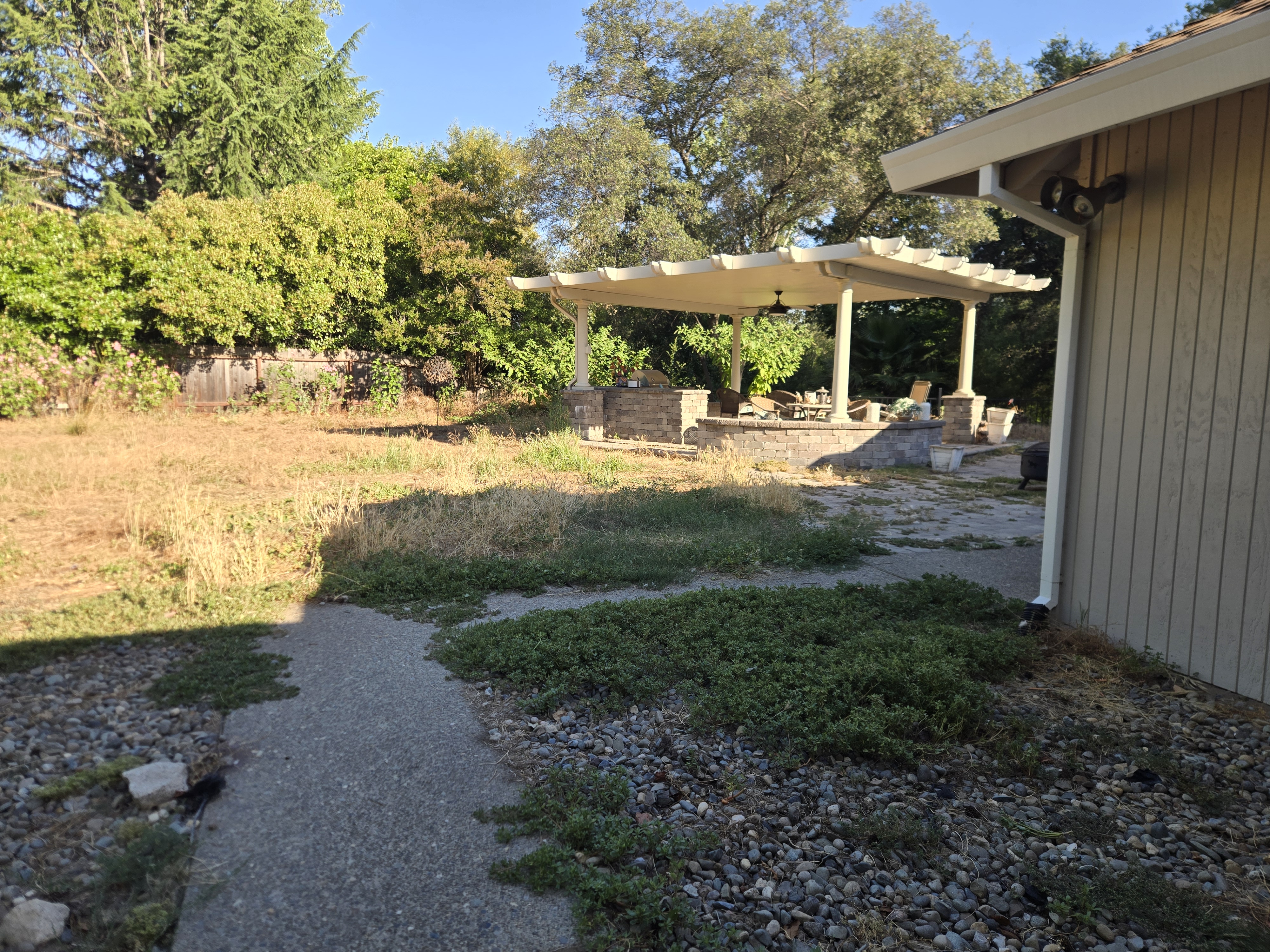 Overgrown yard in Rocklin, CA before a GREEN1SCAPE heavy yard cleanup