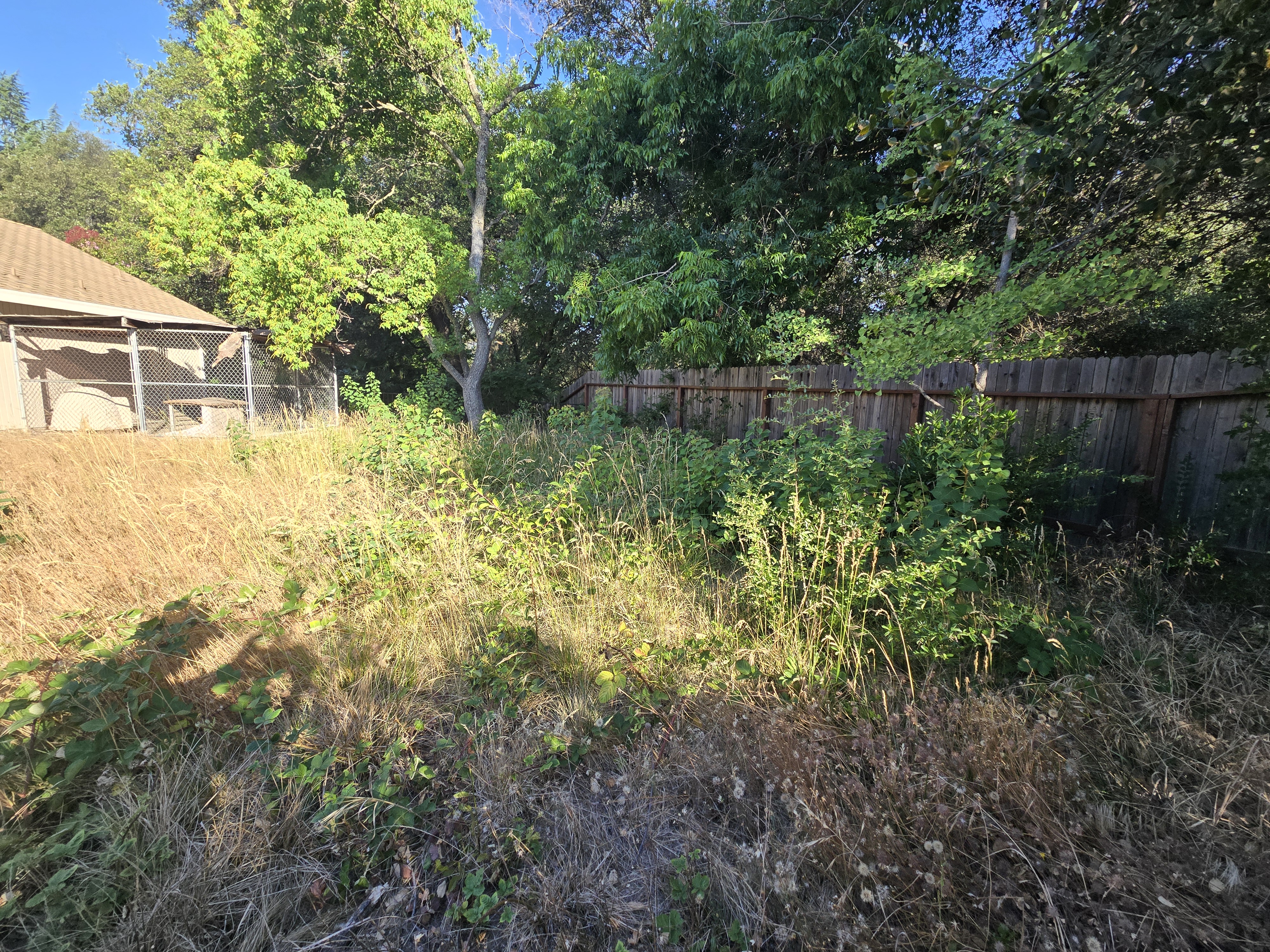 Overgrown yard in Rocklin, CA before a GREEN1SCAPE heavy yard cleanup