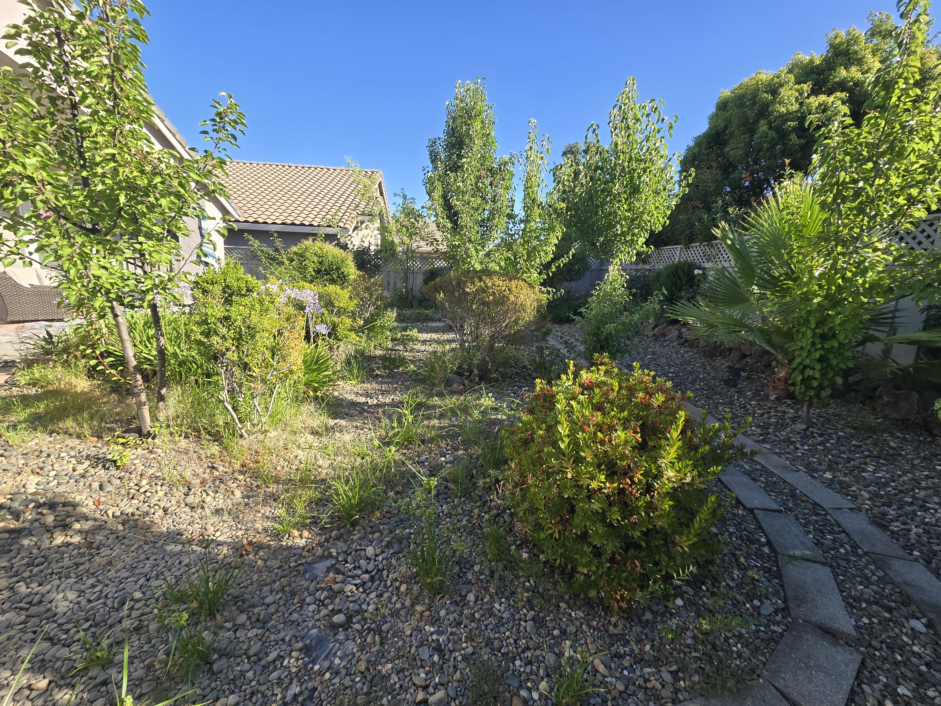 Overgrown yard in Roseville, CA before a GREEN1SCAPE heavy yard cleanup