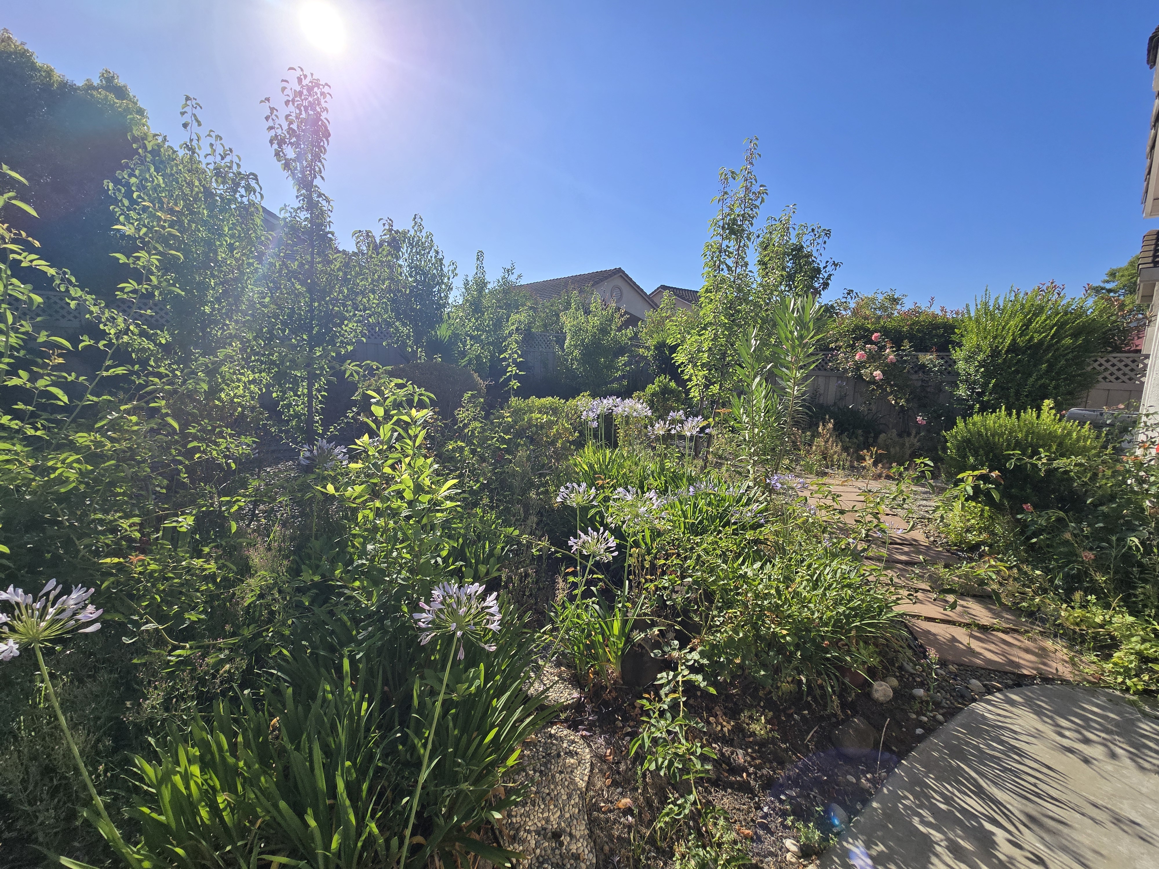 Overgrown yard in Roseville, CA before a GREEN1SCAPE heavy yard cleanup
