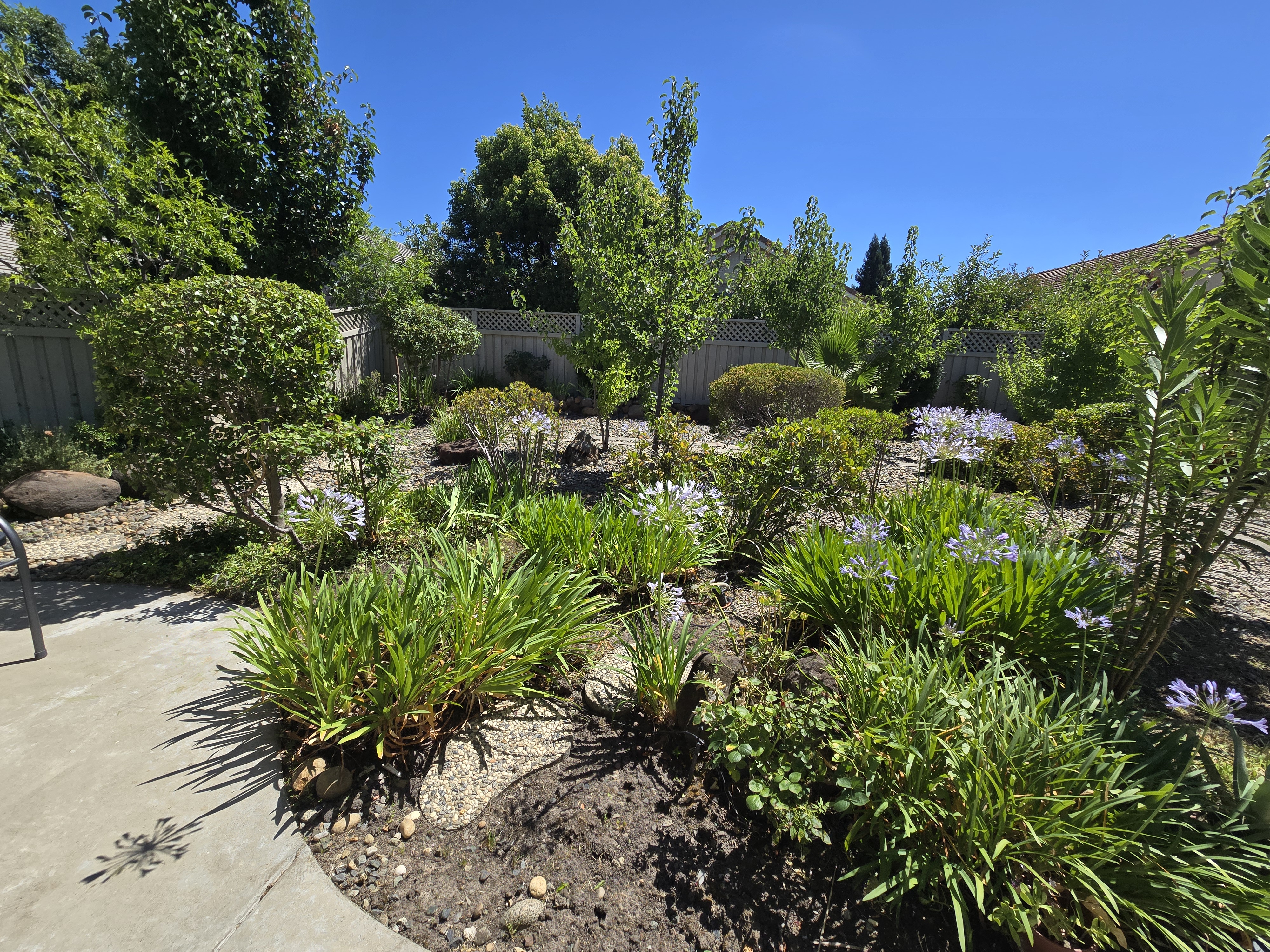 Same Roseville, CA yard after a GREEN1SCAPE heavy yard cleanup