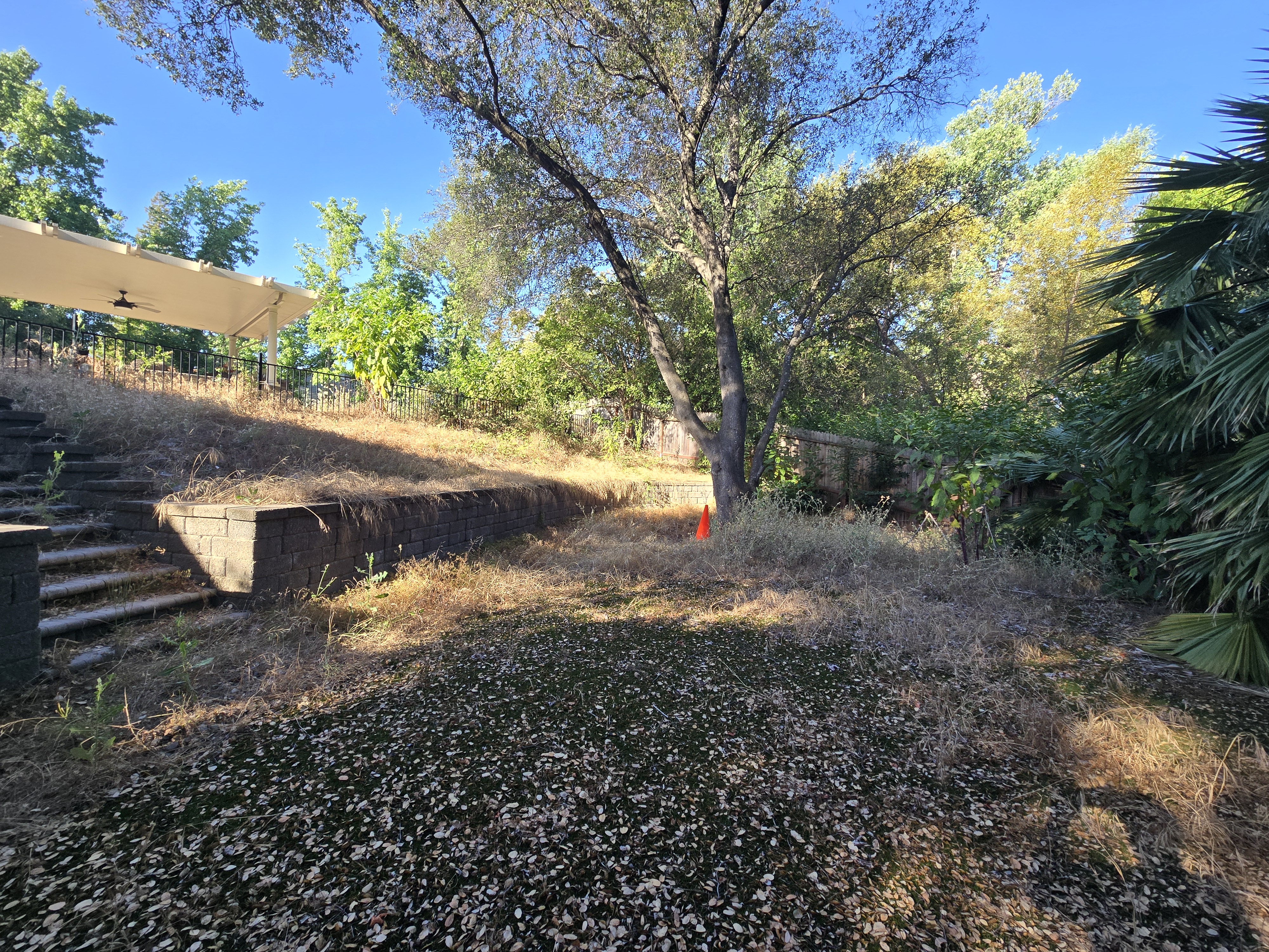 Overgrown yard in Rocklin, CA before a GREEN1SCAPE heavy yard cleanup