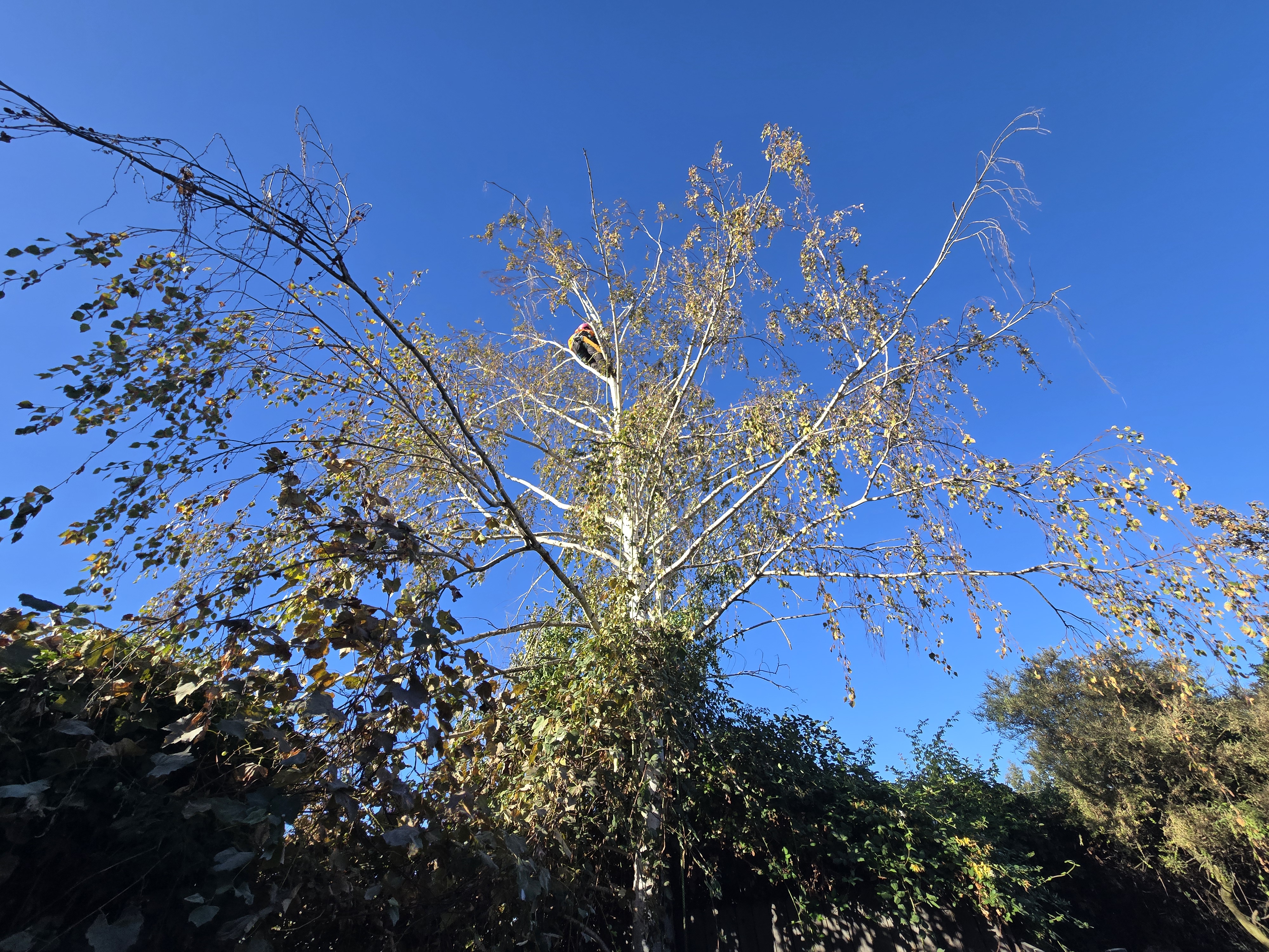West Sacramento, CA white birch trees overtaken by blackberry before GREEN1SCAPE cleanup