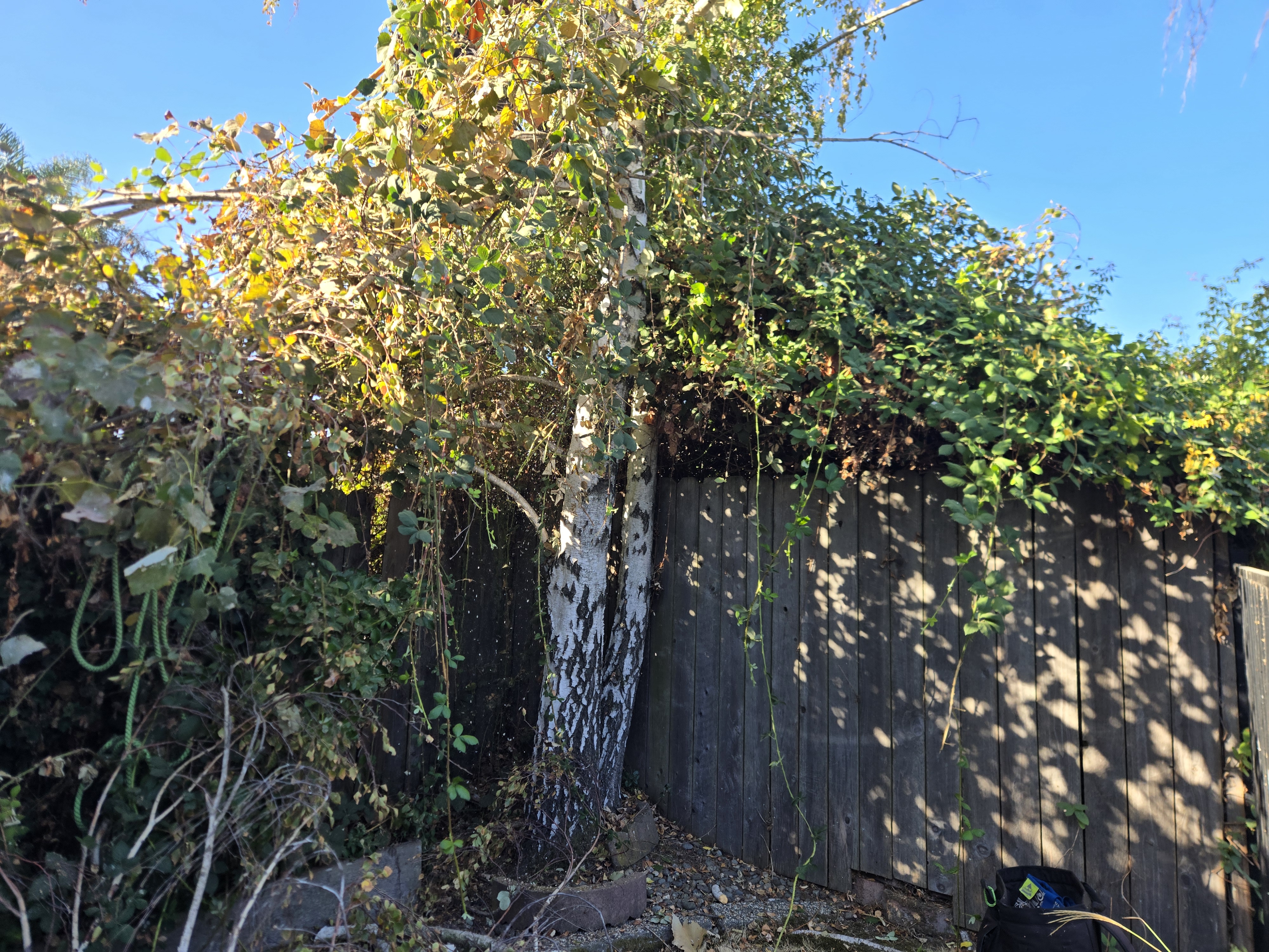West Sacramento, CA white birch trees overtaken by blackberry before GREEN1SCAPE cleanup