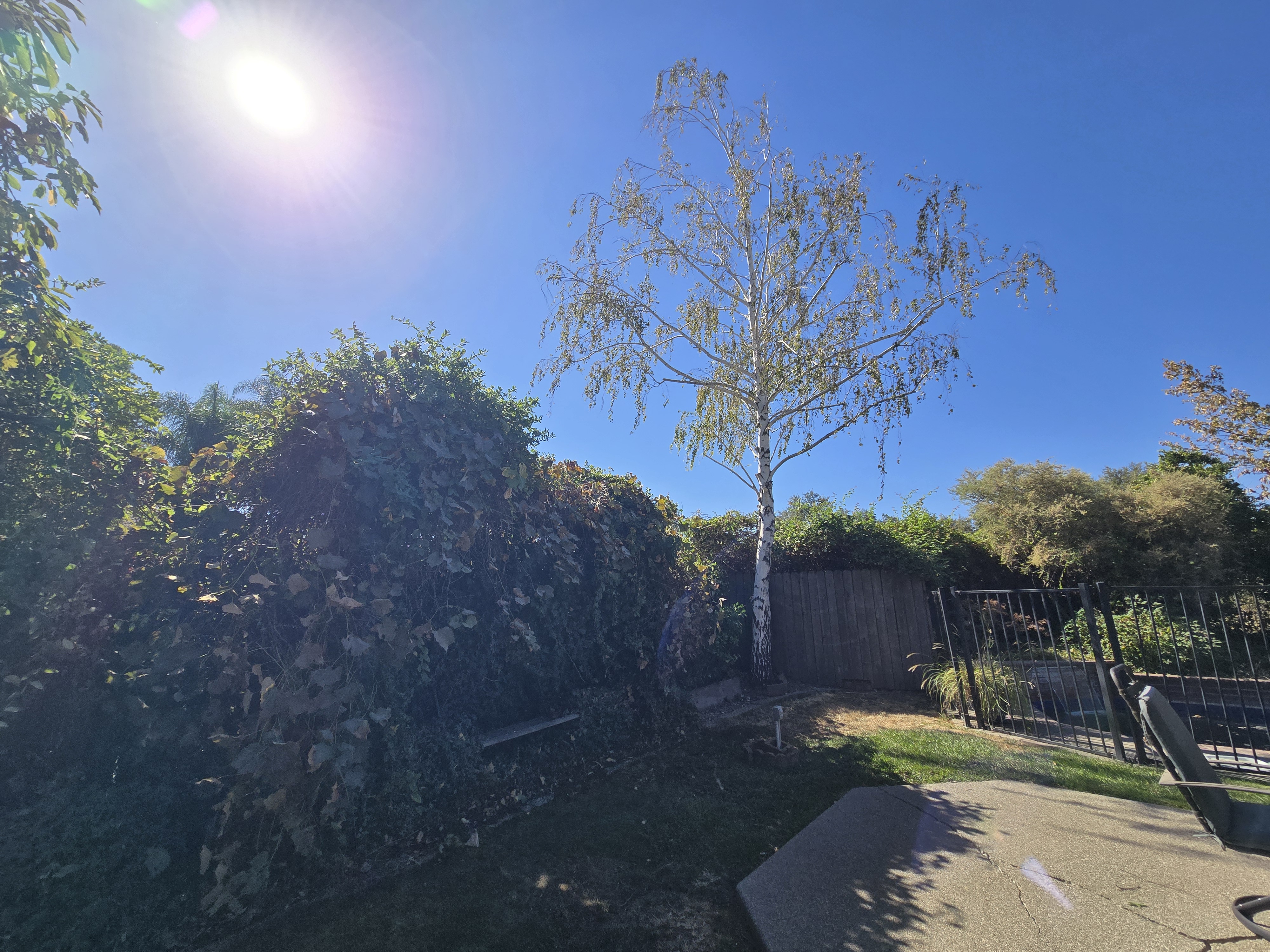 West Sacramento, CA white birch trees cleared of blackberry and trimmed by GREEN1SCAPE