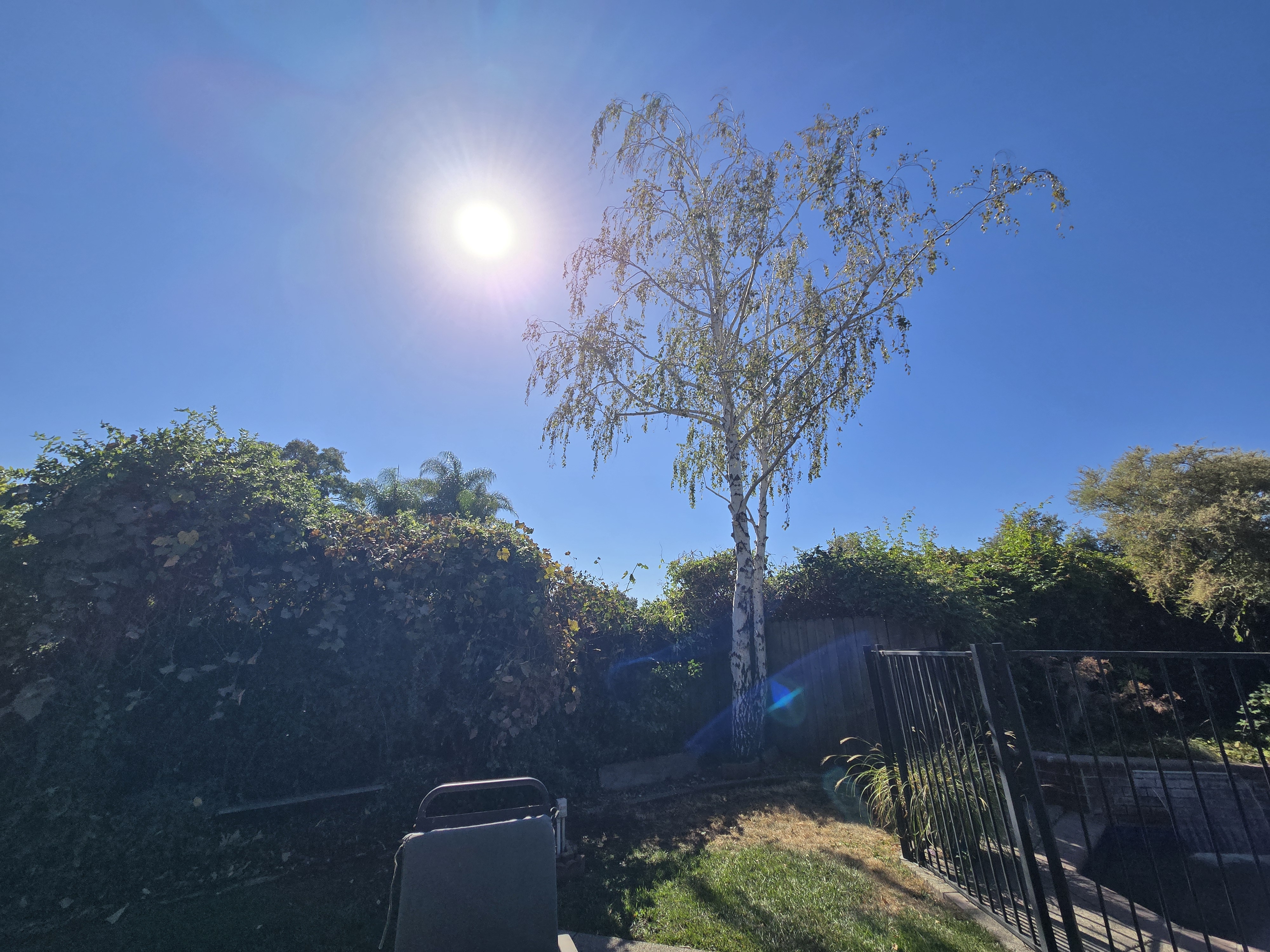 West Sacramento, CA white birch trees cleared of blackberry and trimmed by GREEN1SCAPE