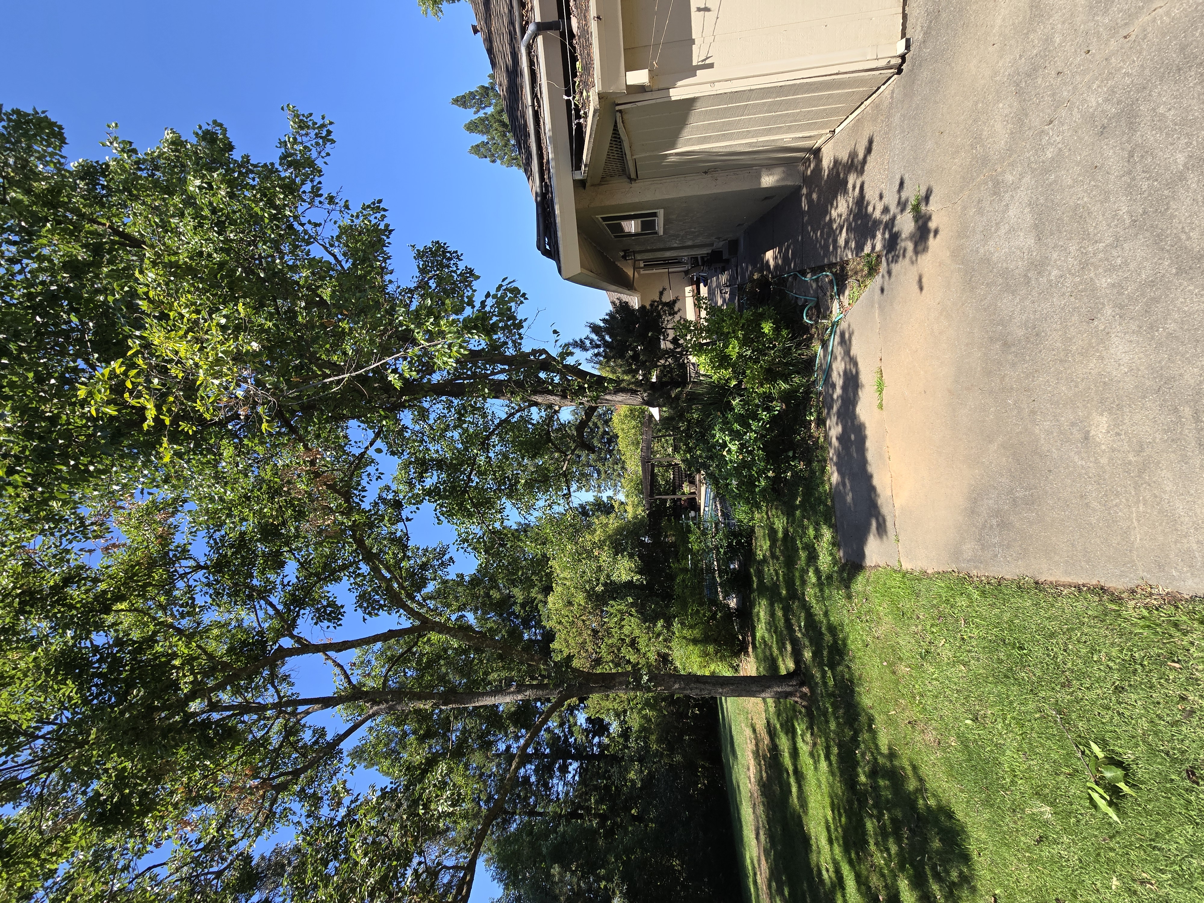 Carmichael, CA canopy lift and roof clearance after, GREEN1SCAPE