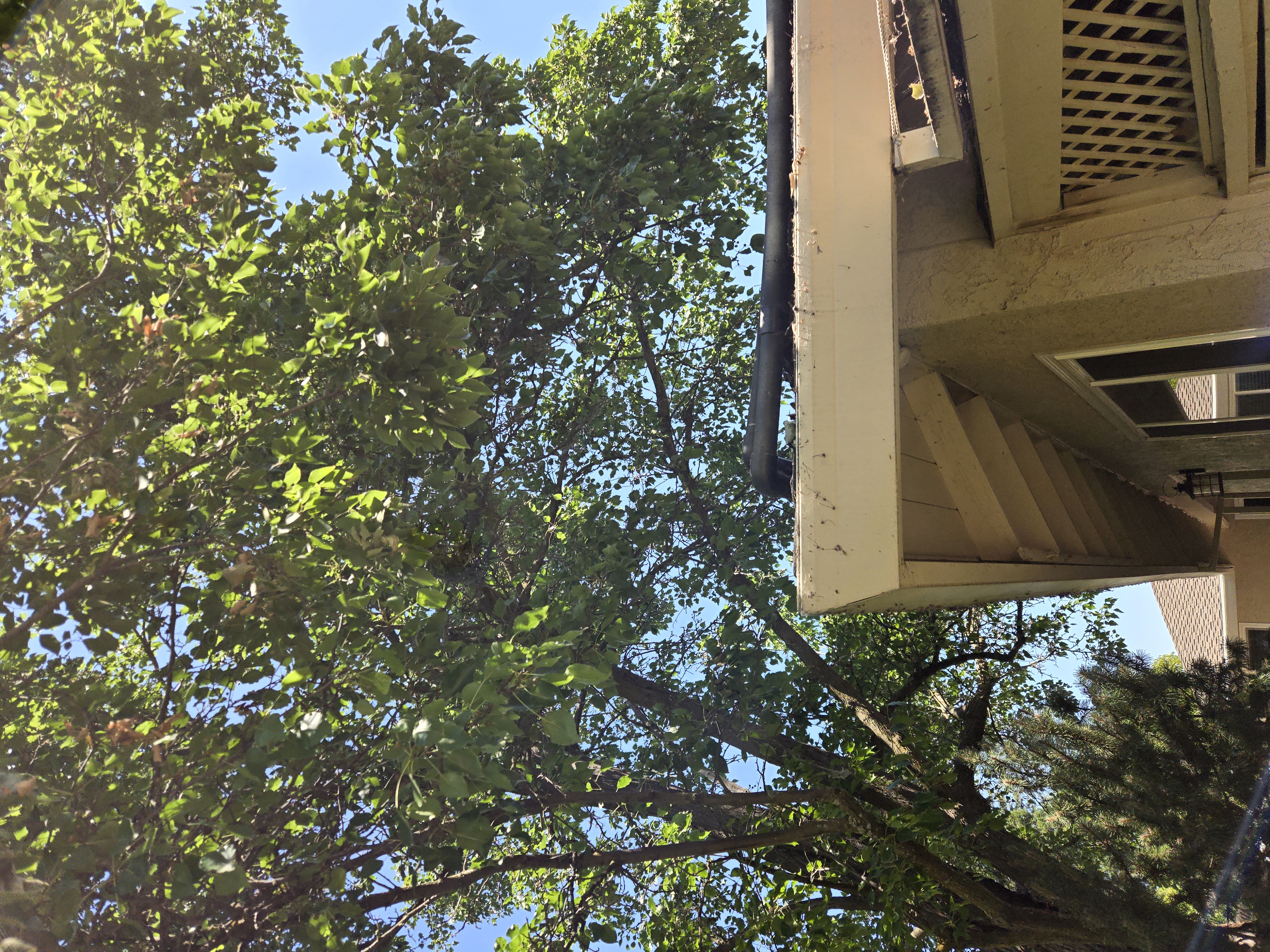 Carmichael, CA canopy lift and roof clearance before, GREEN1SCAPE