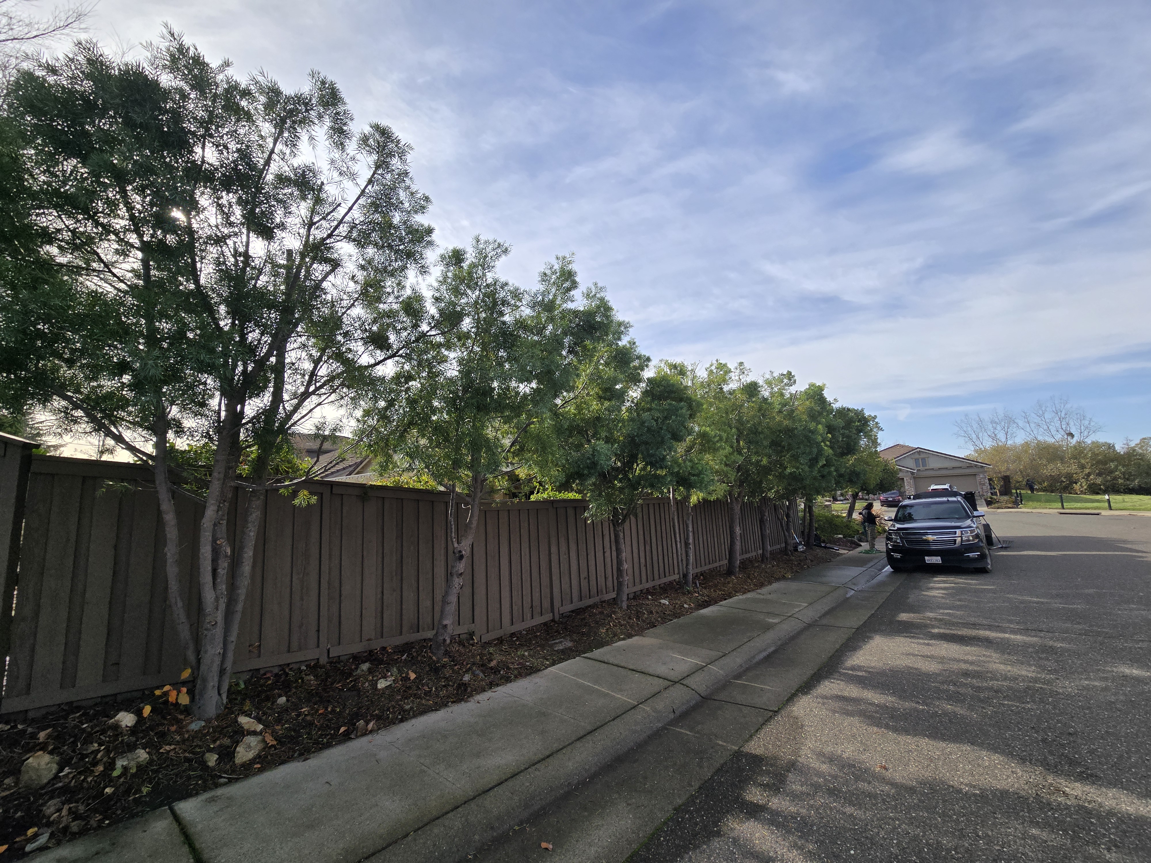 Folsom, CA podocarpus fern pine weight reduction after, GREEN1SCAPE