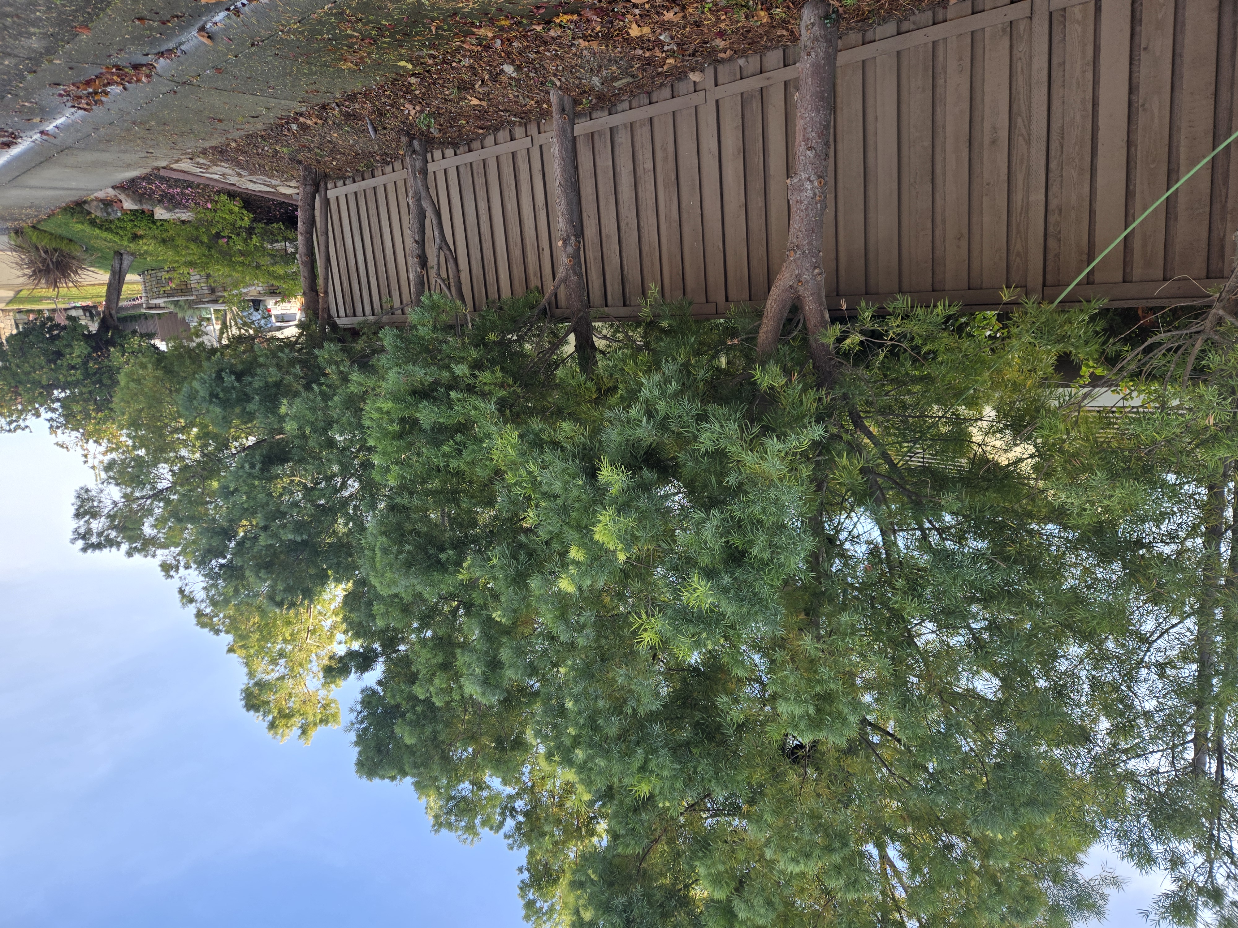 Folsom, CA podocarpus fern pine tree trimming before, GREEN1SCAPE