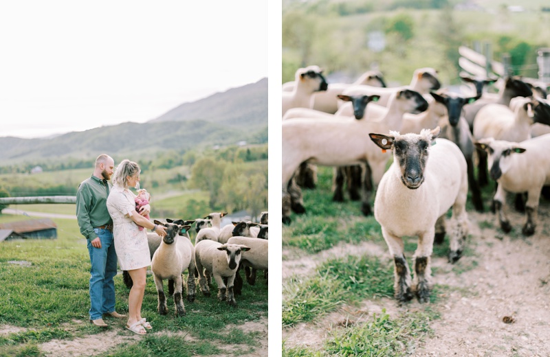 Northeast TN Lifestyle Family Photographer family session on Tennessee sheep farm