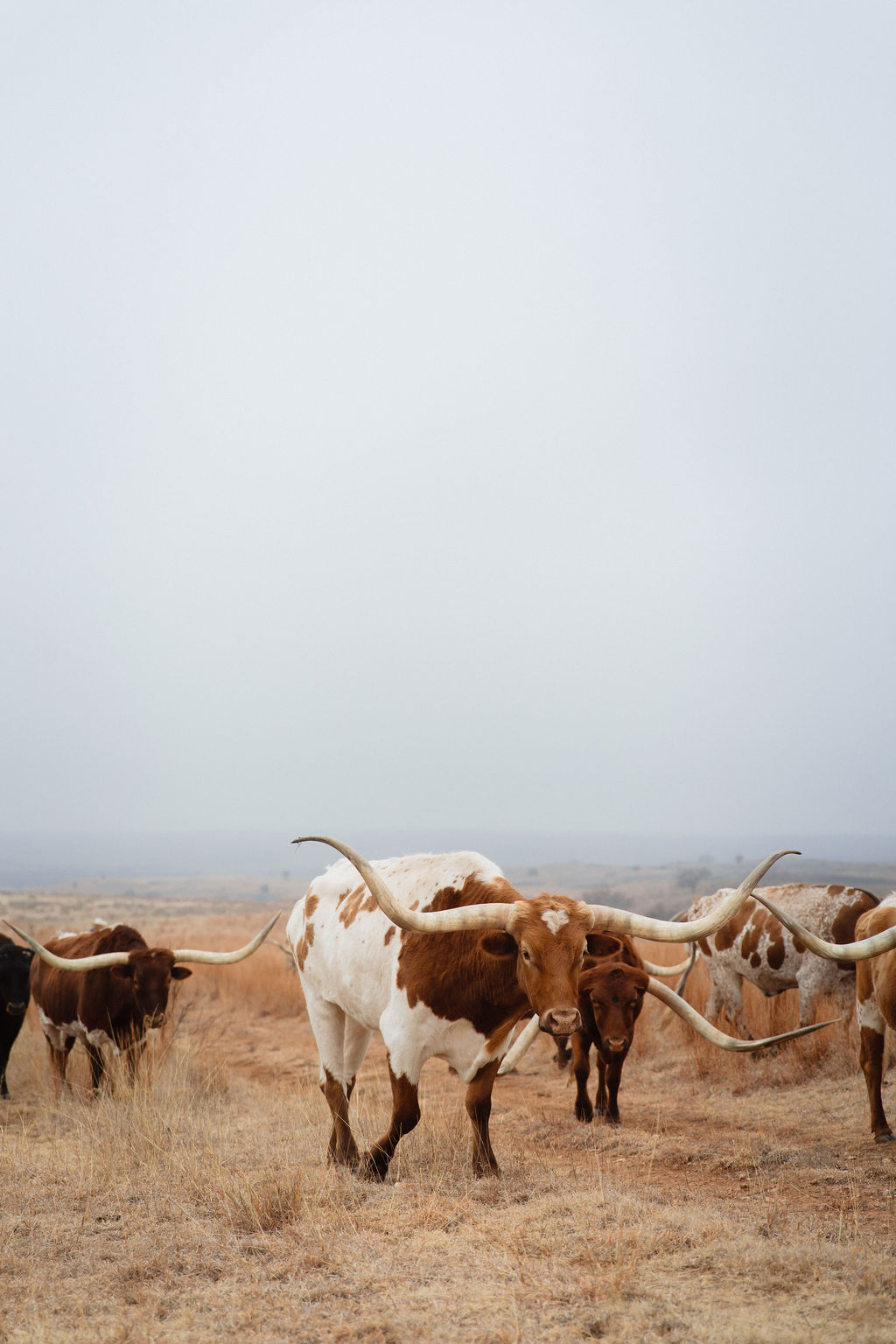 Eleven Slash Ranch Largest Longhorn Herd in the U.S. | Slash-O Ranch Longhorns
