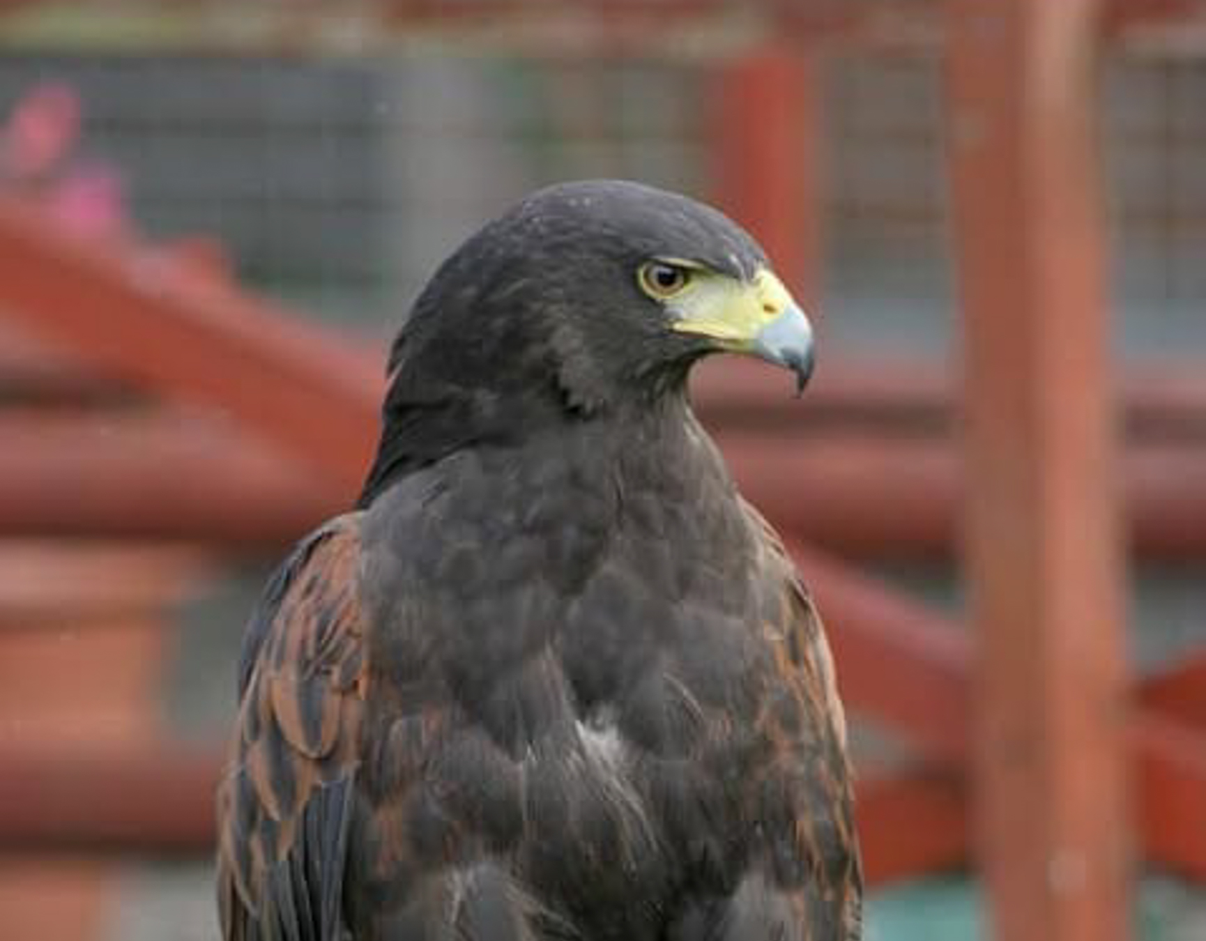 Wildlife Removal MONTREAL