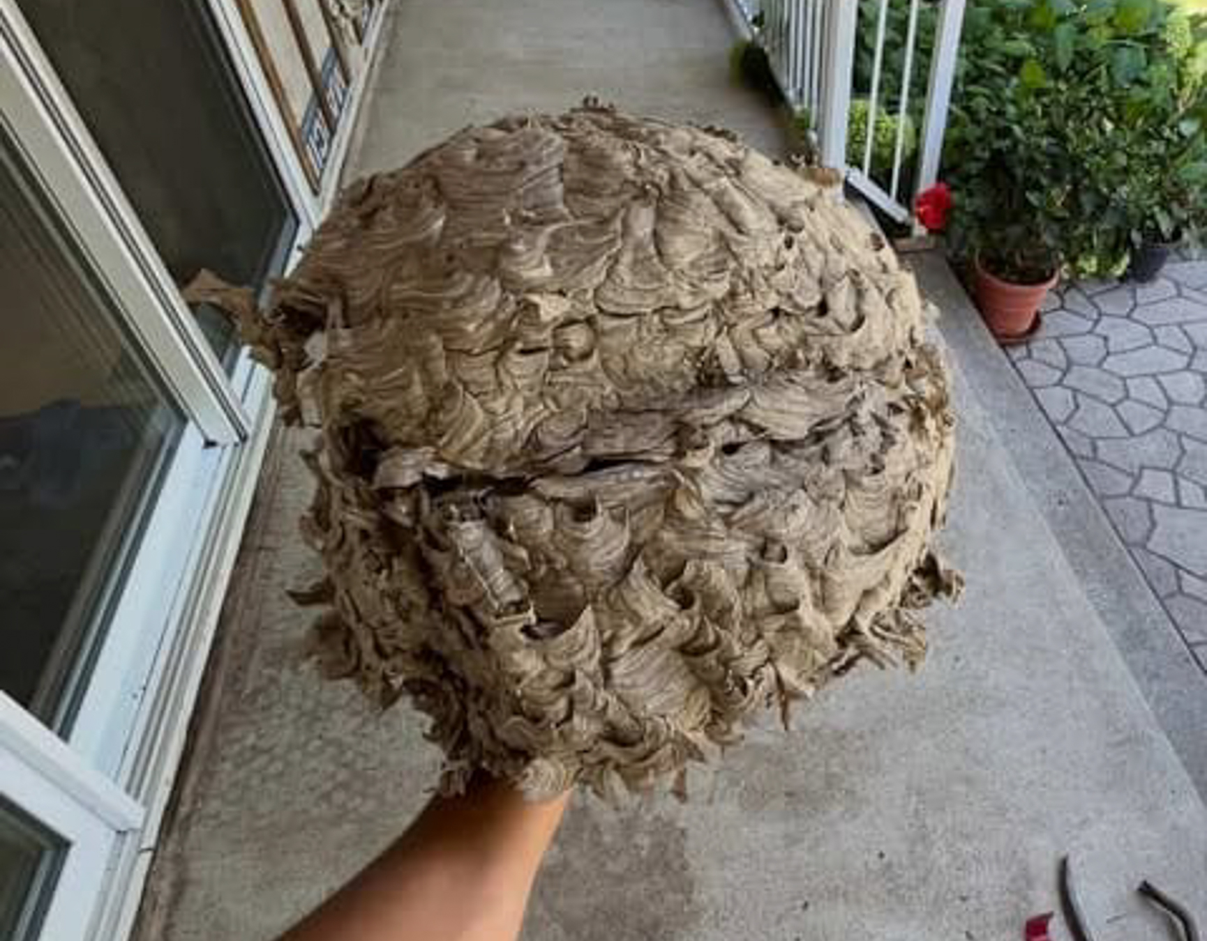 Pest Control MONTREAL