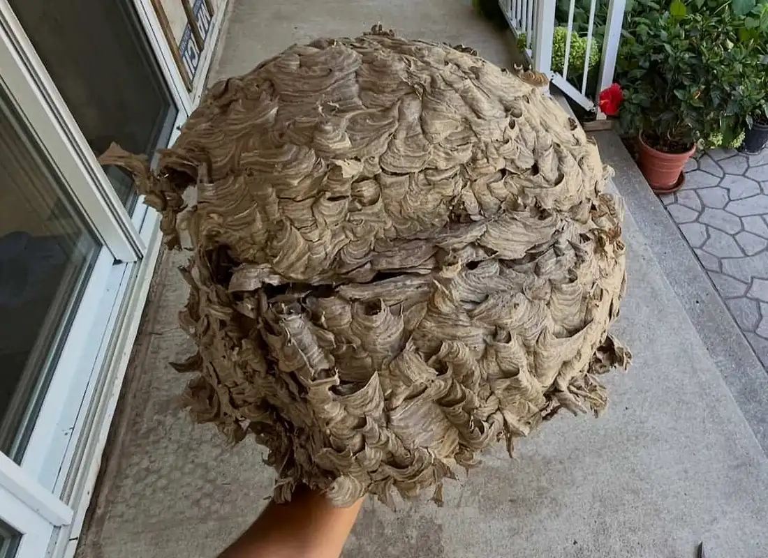 Pest Control MONTREAL