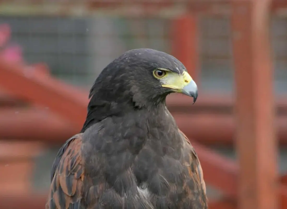 Wildlife Removal MONTREAL