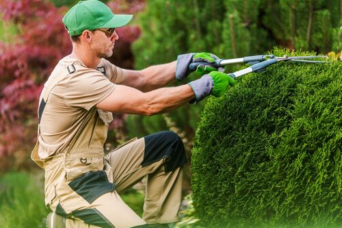 Shrub Trimming in Provo, Utah