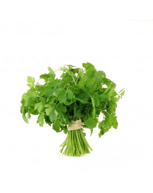 Coriandre