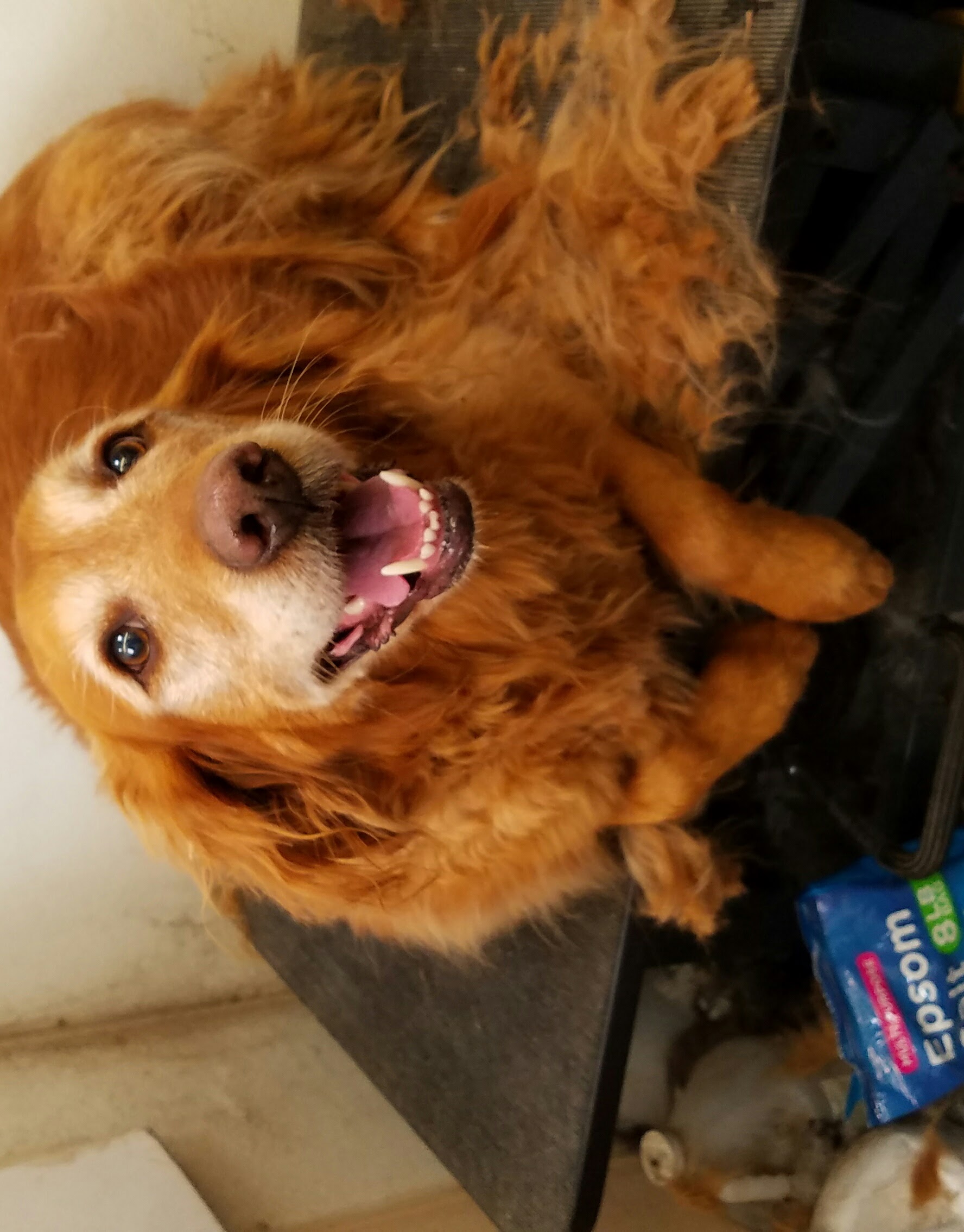 Dog Grooming Klamath Falls