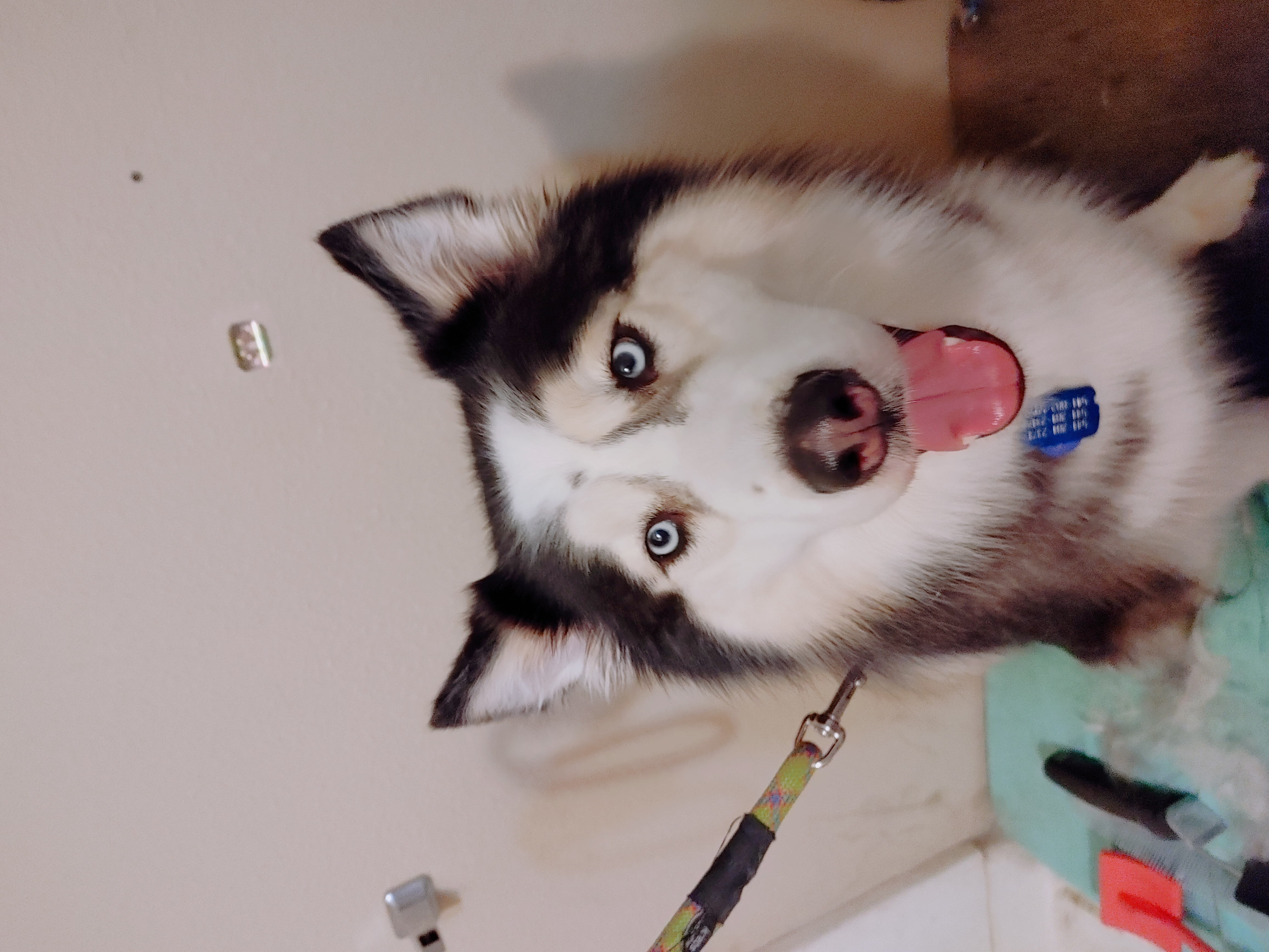 Full Dog Grooming in Klamath Falls