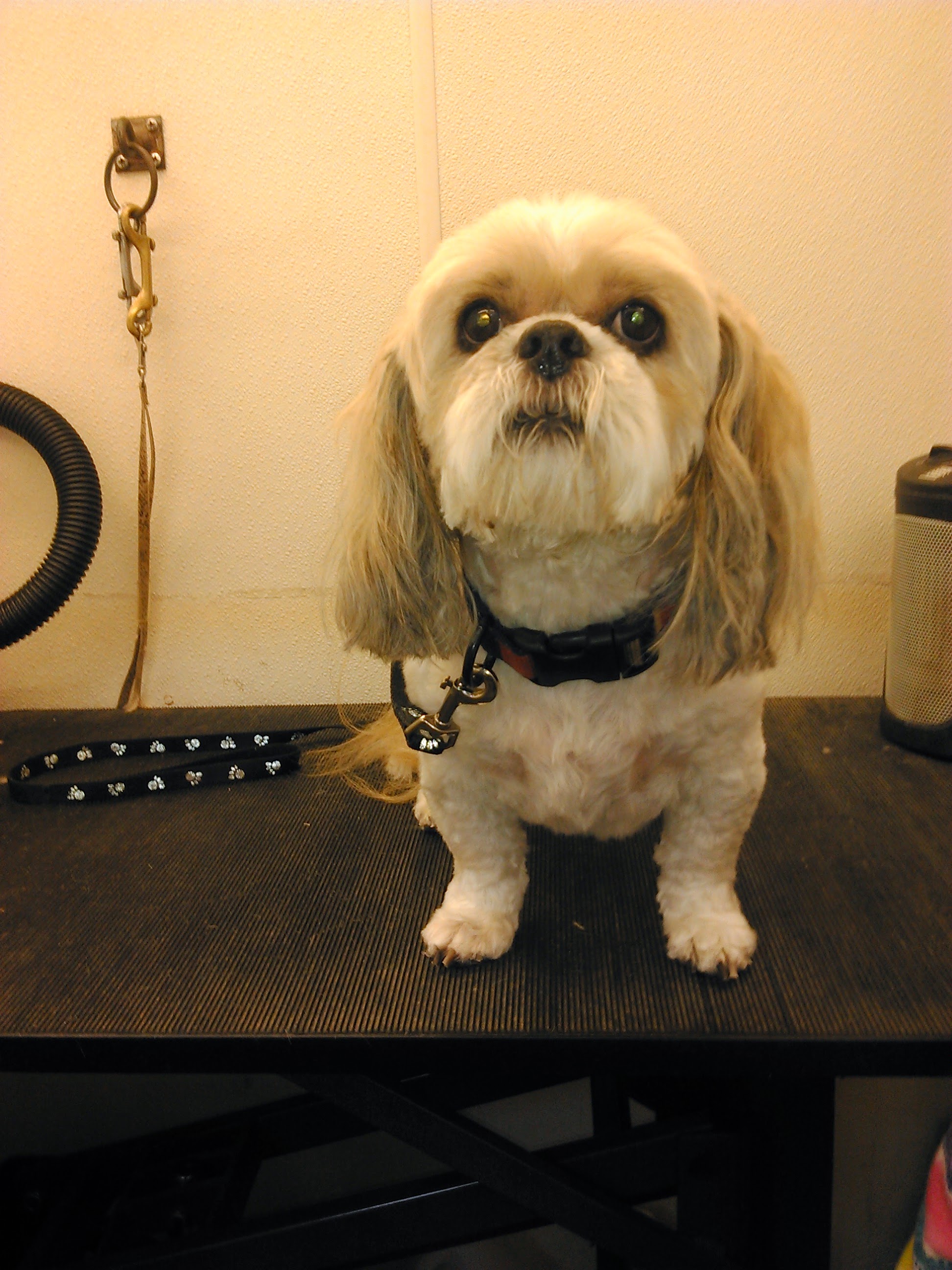 Dog Bathing Klamath Falls