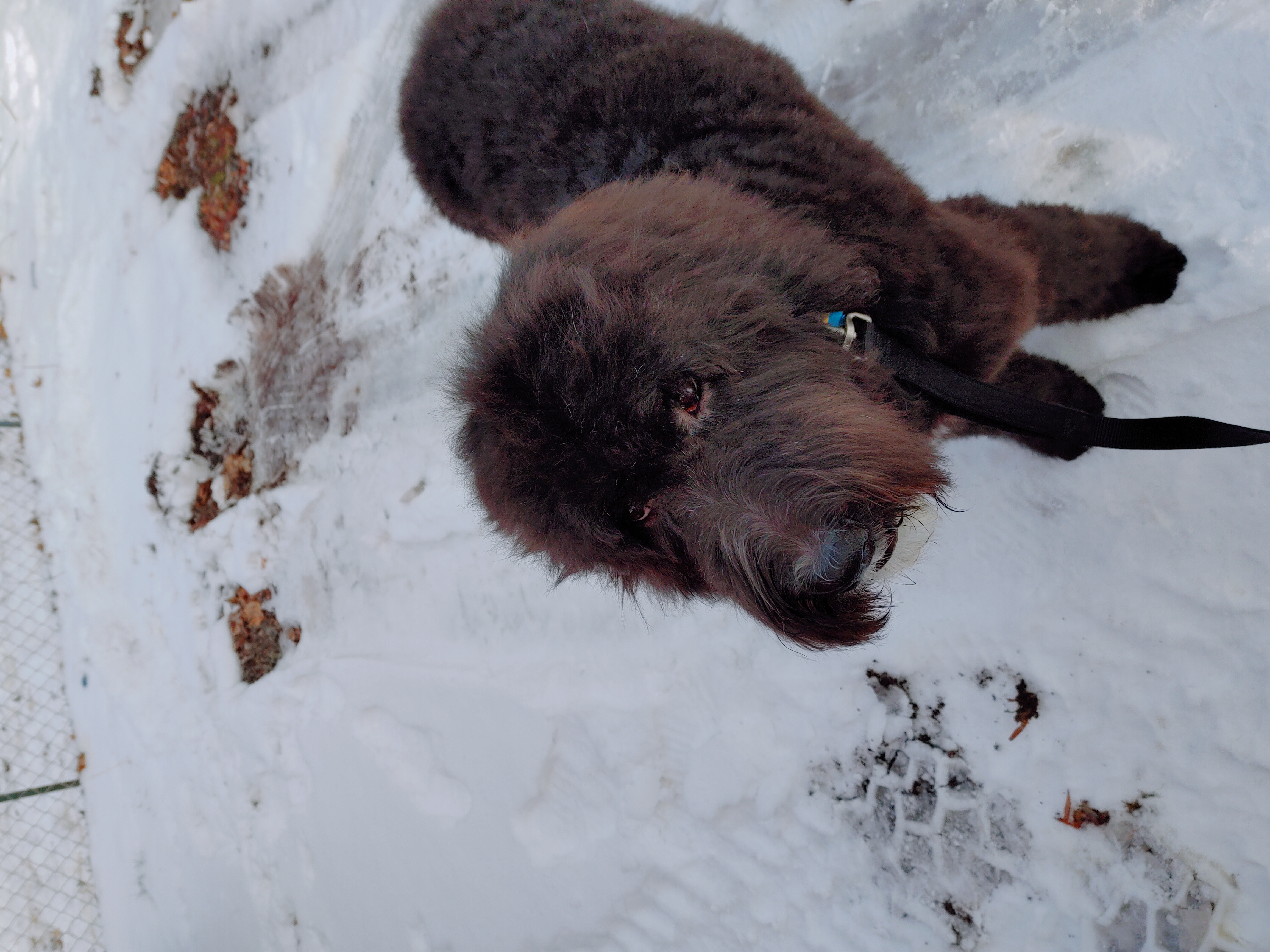 Full Dog Grooming Klamath Falls