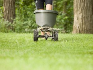 Plant & Tree installation in Inland Empire