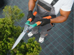 Tree trimming in Inland Empire