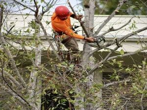 Tree trimming in Orange County