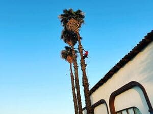 Mulch in Inland Empire