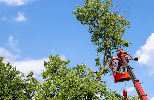 residential tree trimming