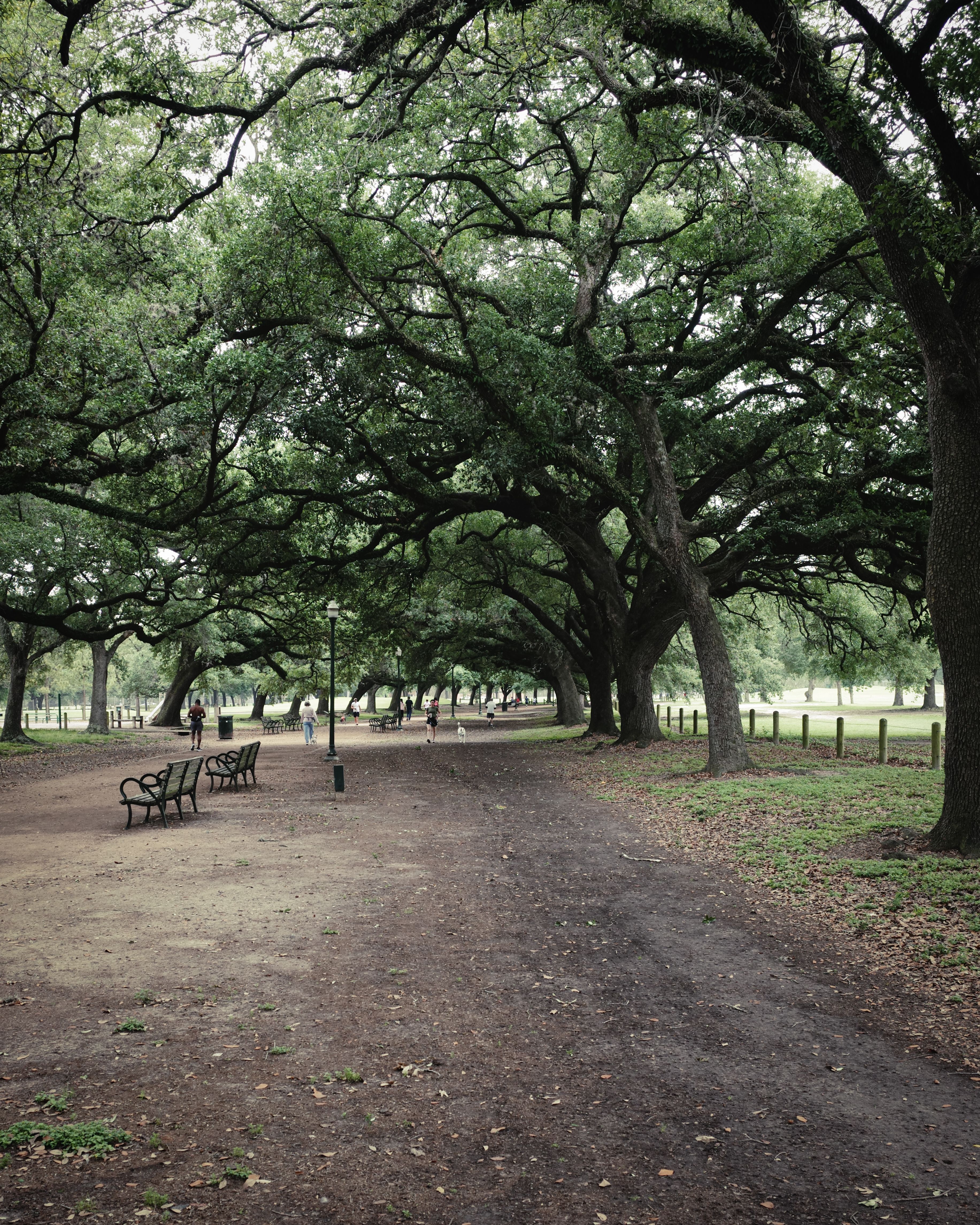 Mature shade trees, paths and benches in a heavily used public park