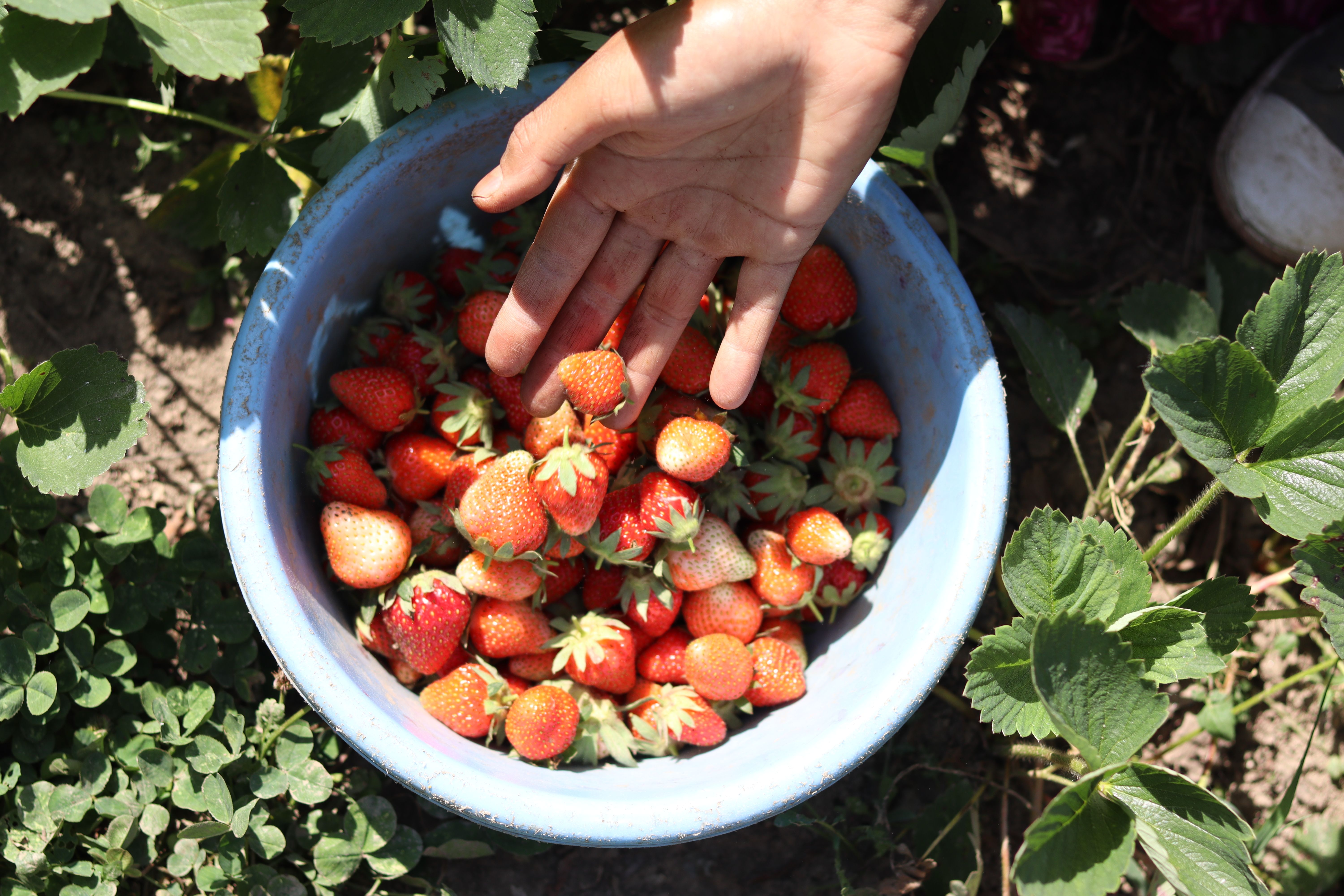 Fresh food being harvested