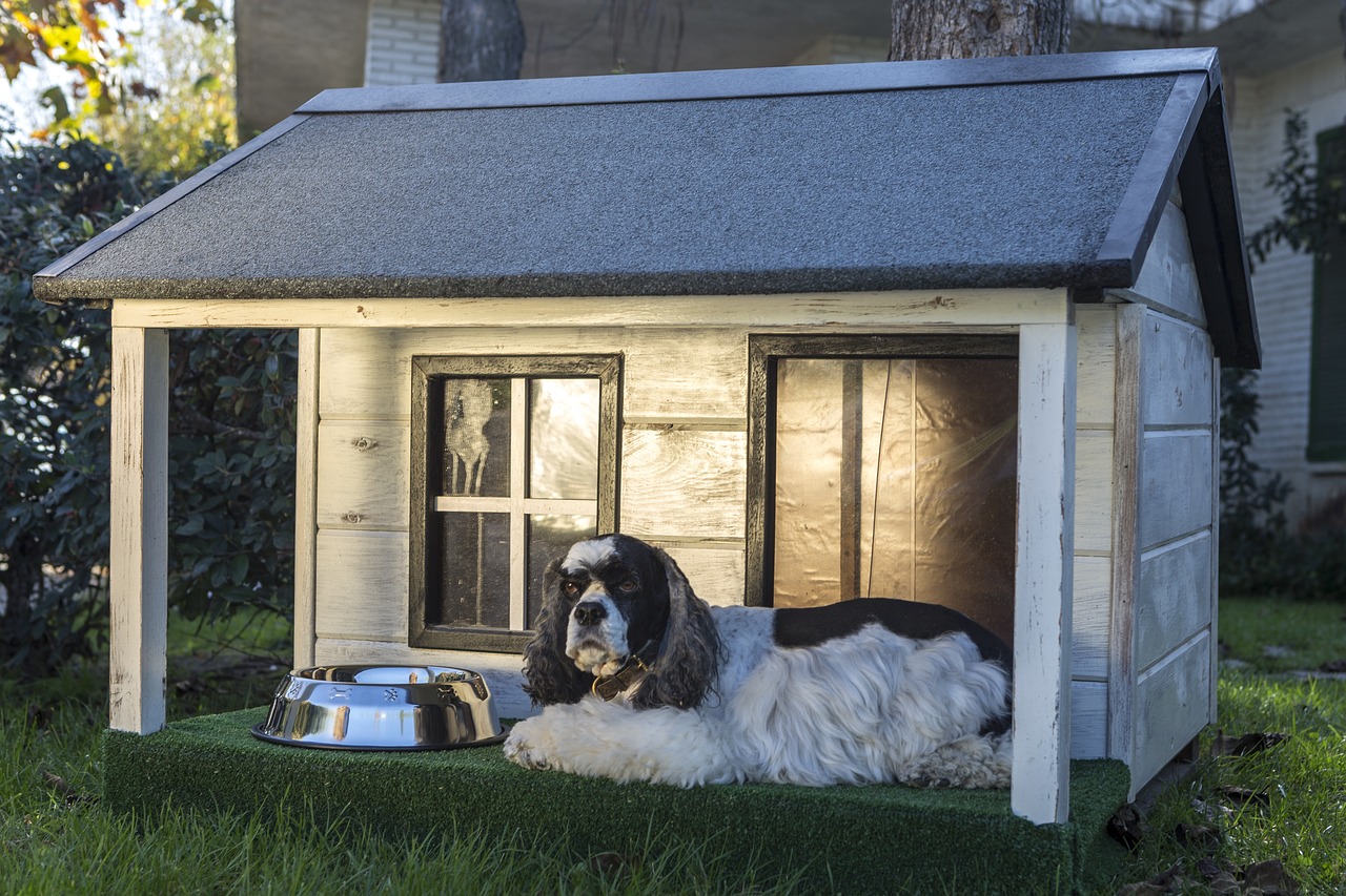 board-and-train-dog-training